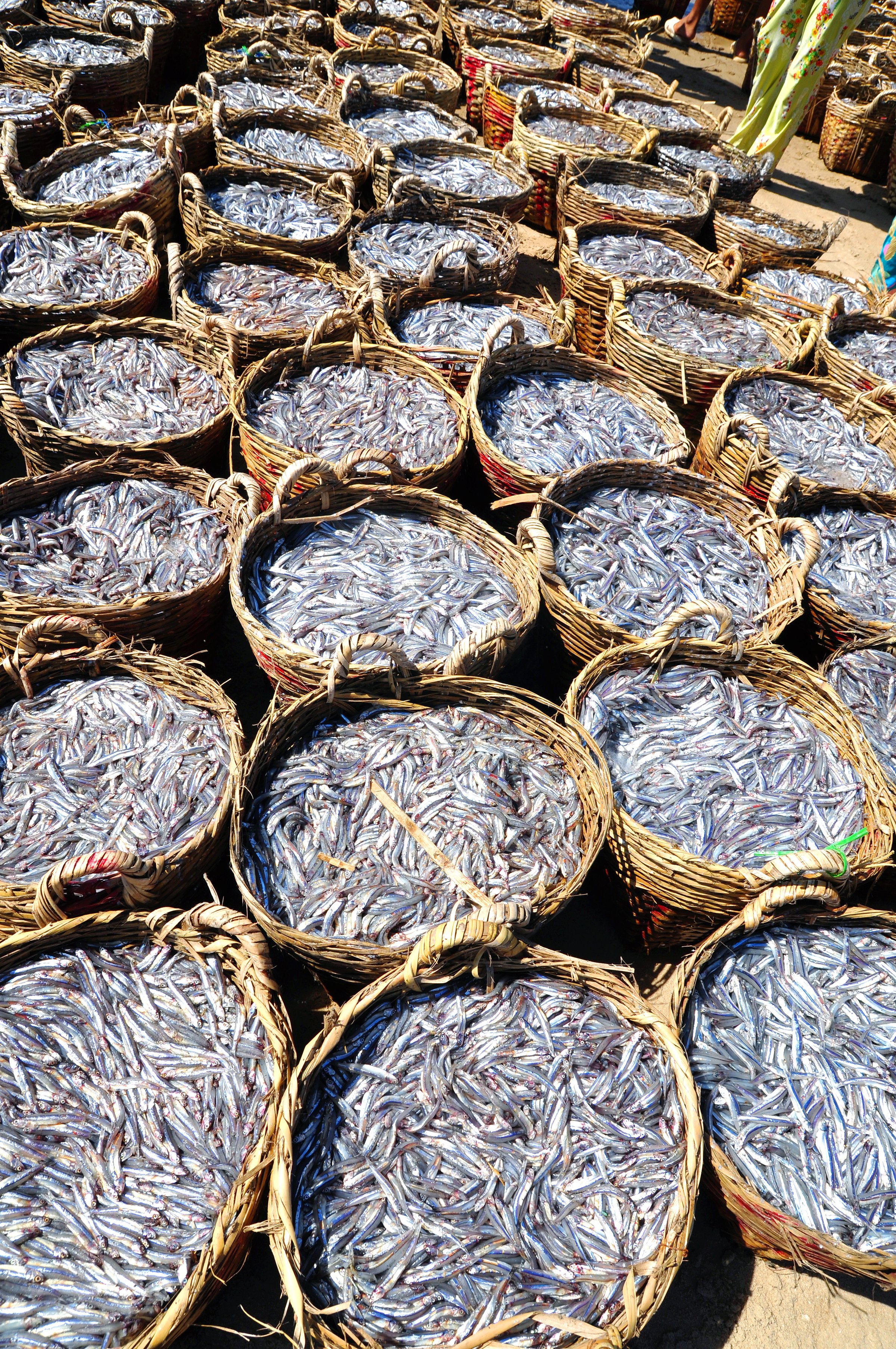 Anchovies are located on the beach in many baskets waiting for uploading onto the truck to the processing plant