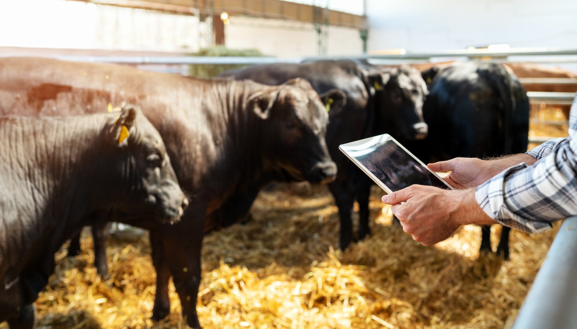 Smart cattle ranch. Digital solution in livestock farming. Digital tablet in hands of male farmer on background with black cows.