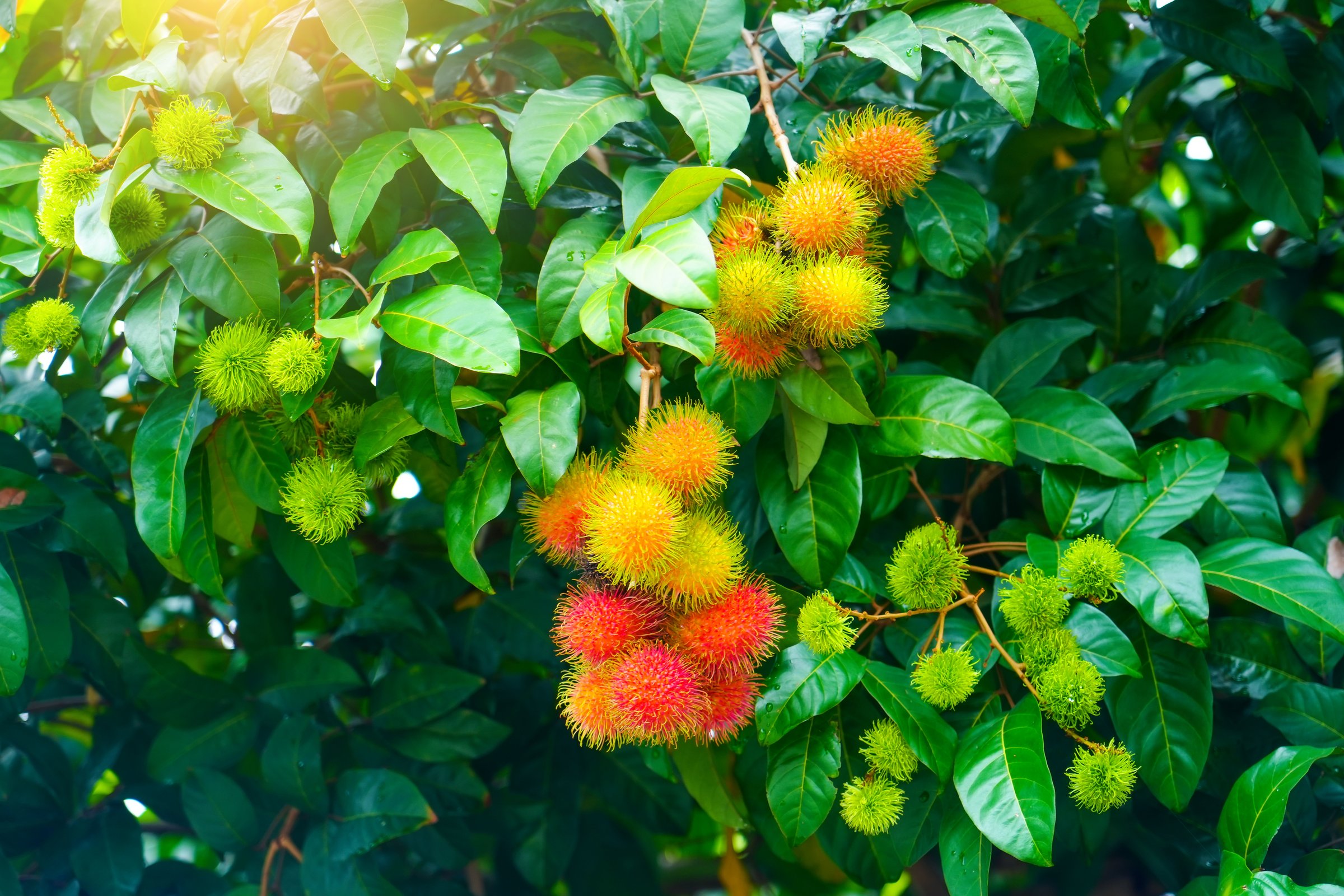 ripe rambutan fruit hanging in clusters on a tree.
