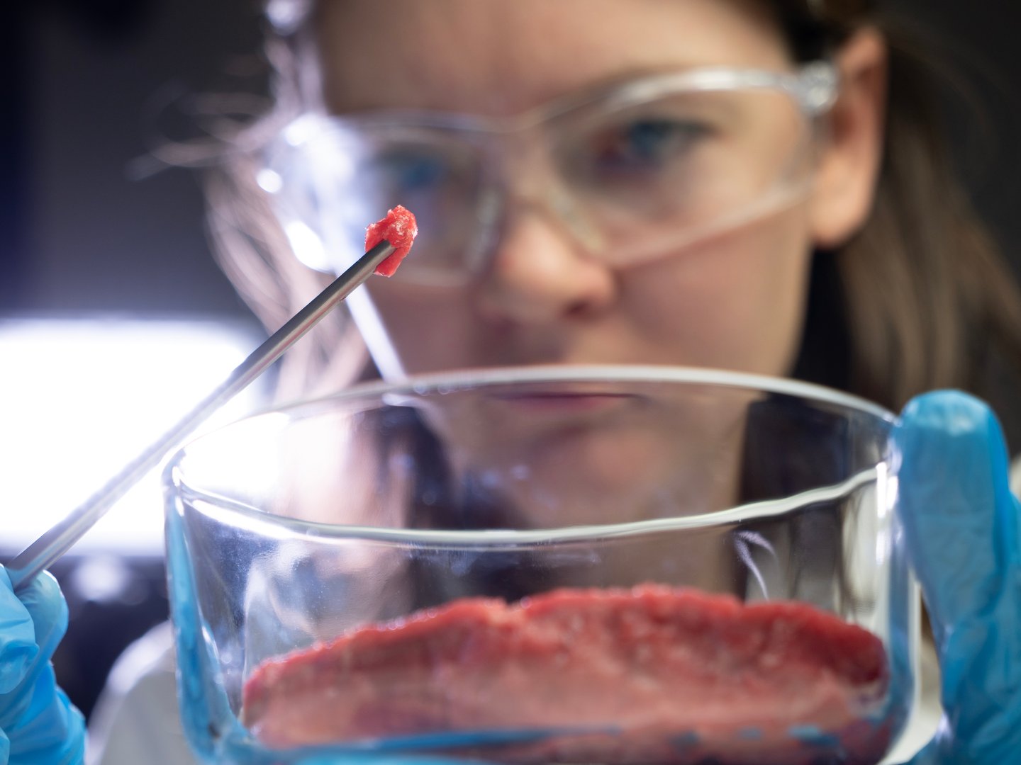 synthetic meat in laboratory examined by scientist engineer