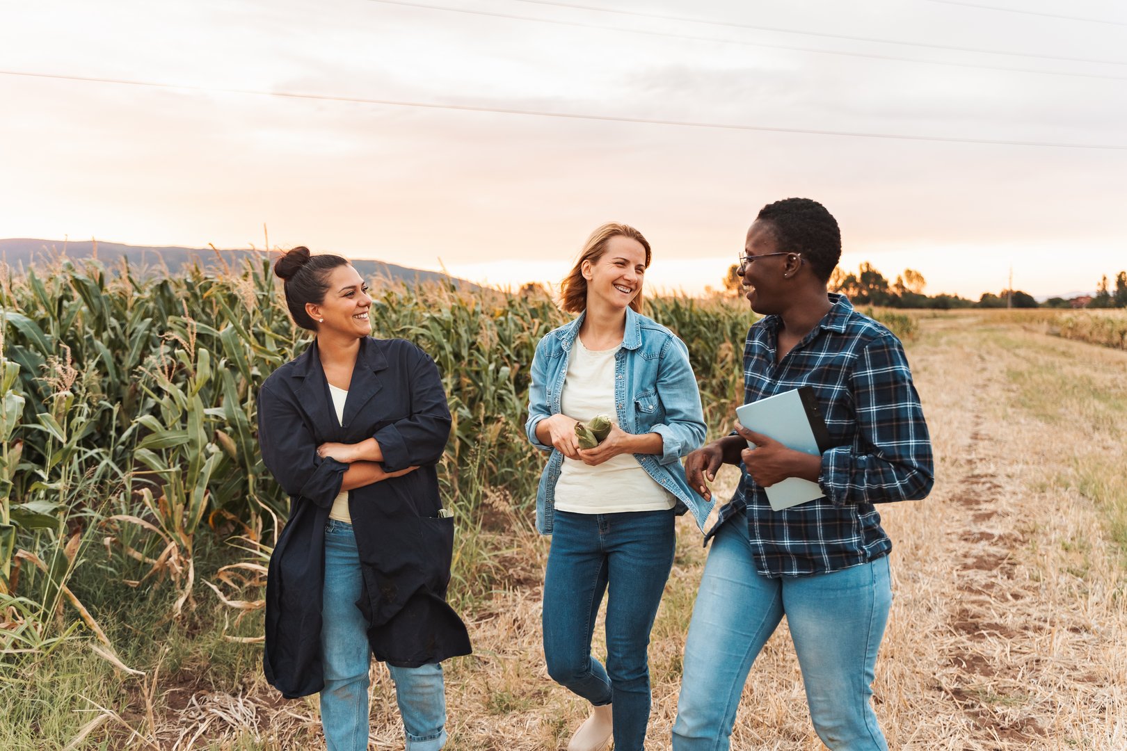 Three female farmers are happily walking and talking together in their corn field at sunset