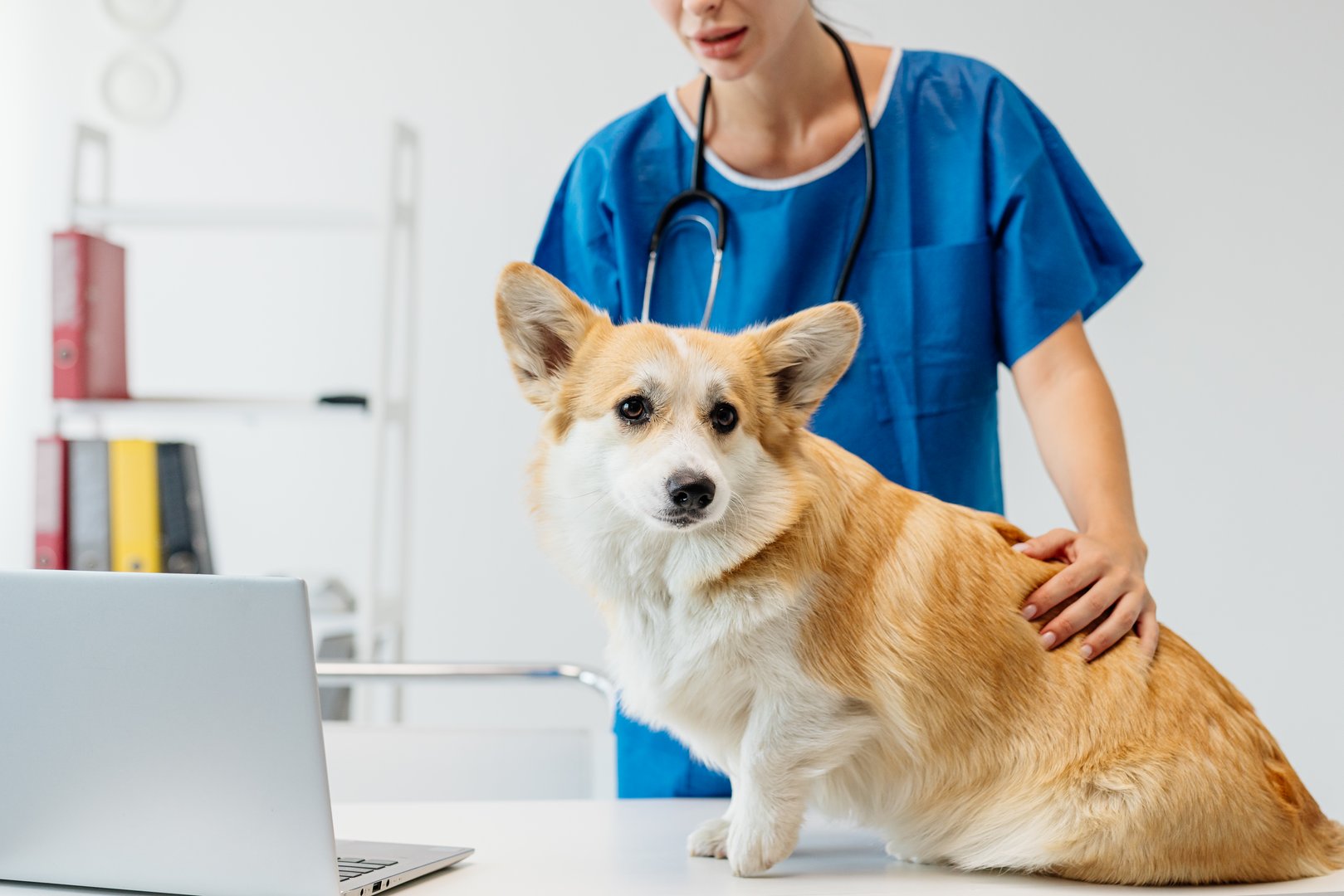 Veterinarian in blue scrubs gently examining a happy corgi dog in a bright veterinary clinic, showcasing compassionate care and professional veterinary services for pet health and well-being