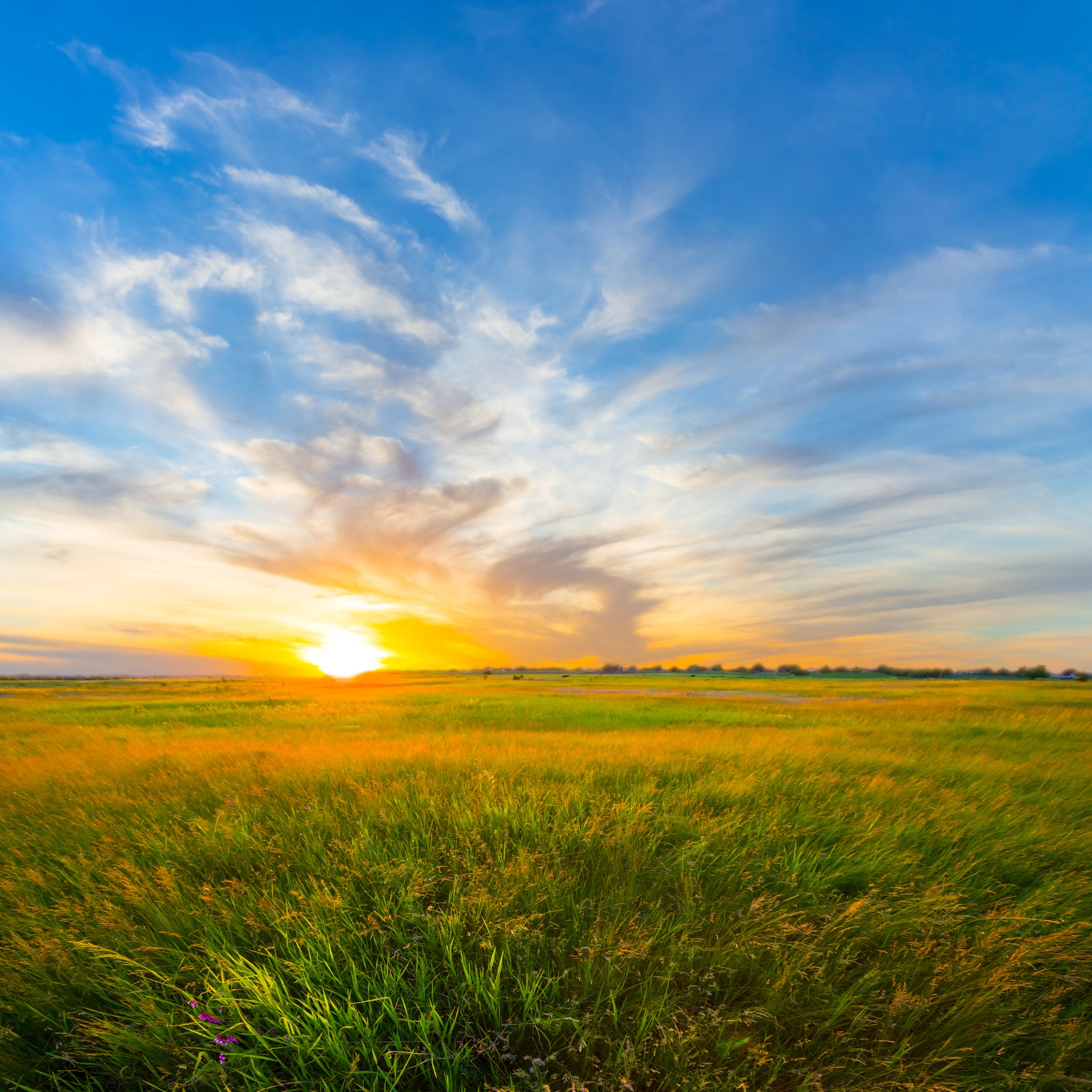 wide green grass prairie at the dramatic sunset, summer evening countryside scene