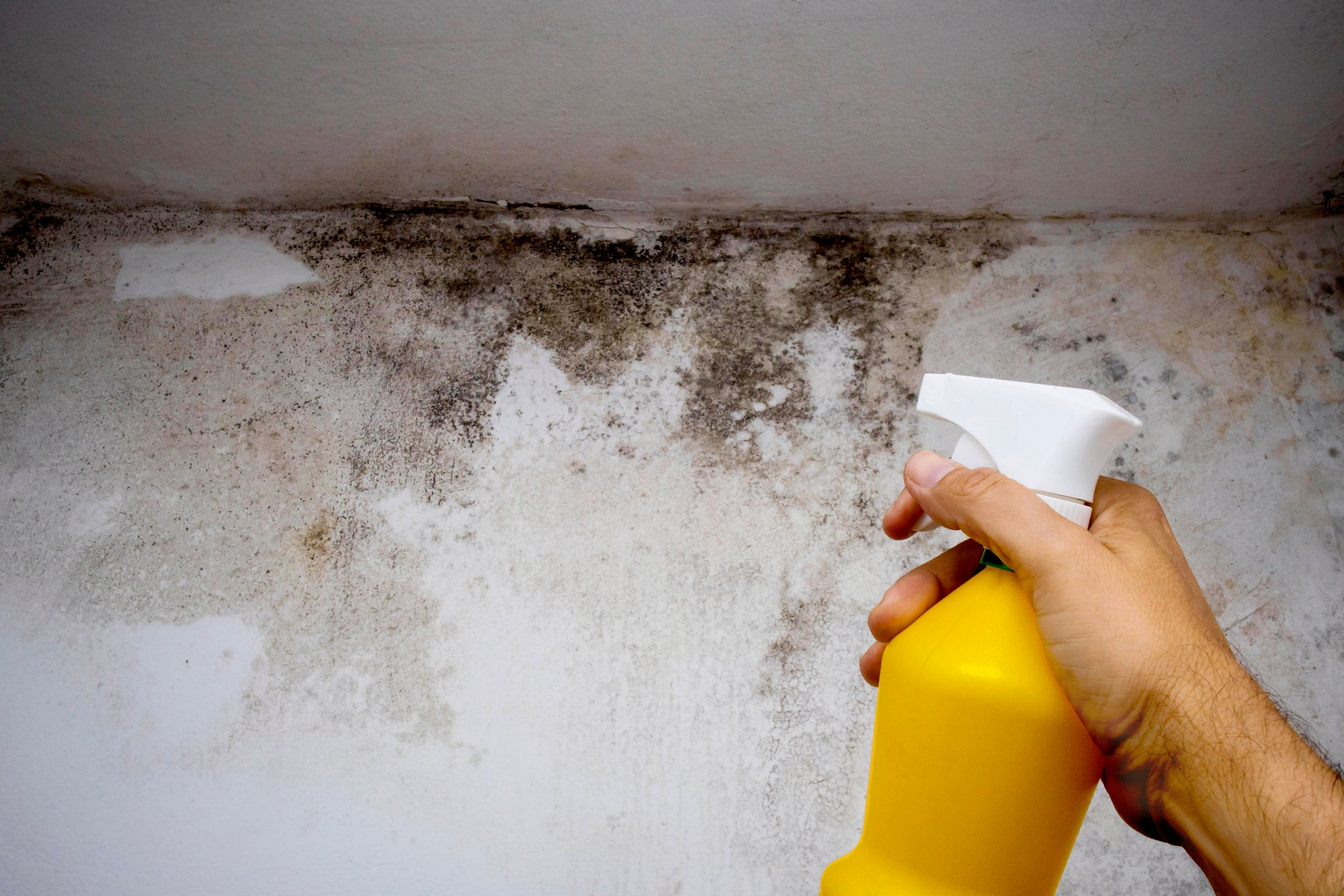 Hand holding a yellow spray bottle of anti-mold, spraying a moldy wall to clean and disinfect the affected area, preventing health problems