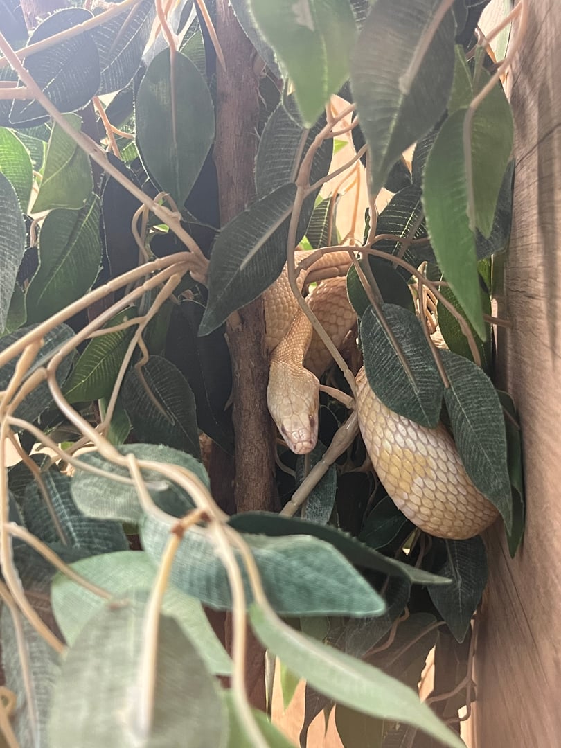 Egzo Pula zoološki vrt