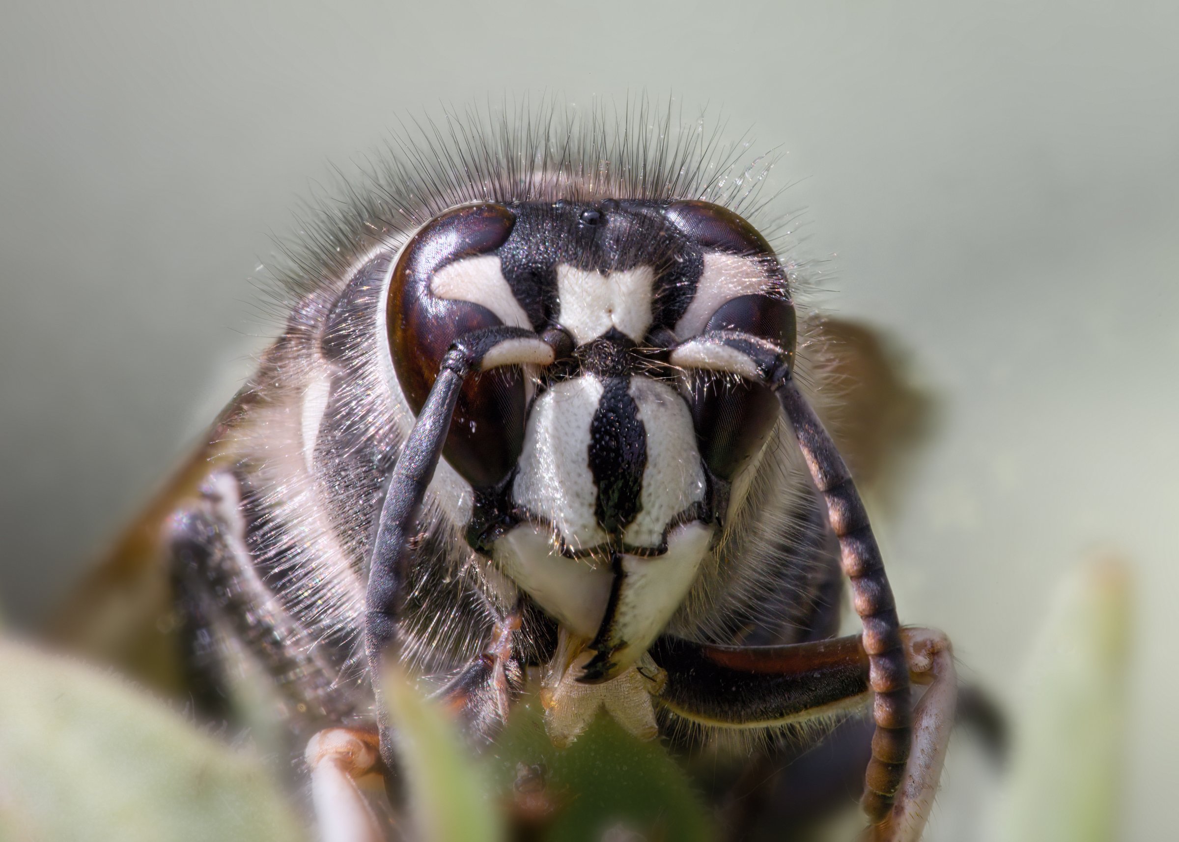 Macro photo of black and white face of wasp looking at viewer