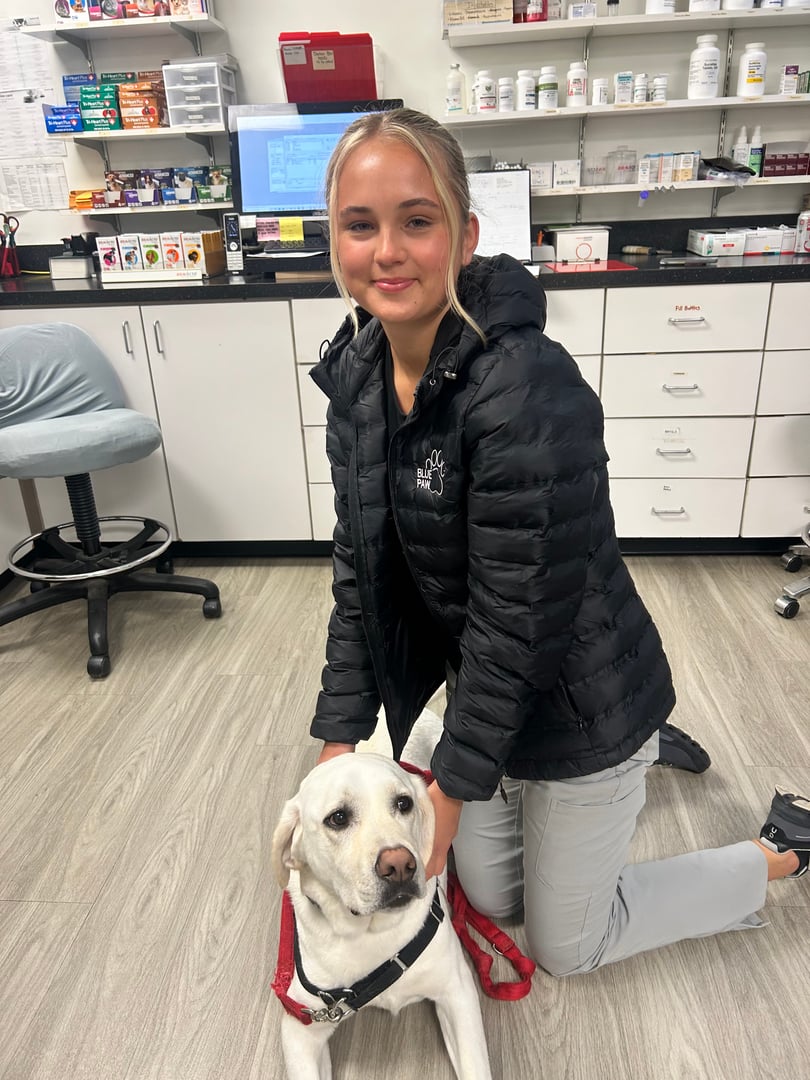 Woman kneeling beside a Labrador wearing a red harness in a veterinary clinic. Shelves with medication in the background.