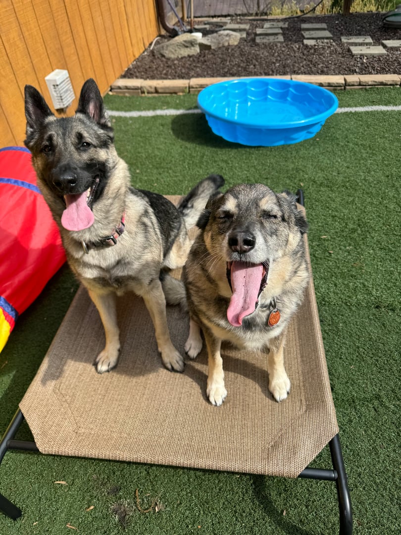 Pet photo from Bryson Pet Services