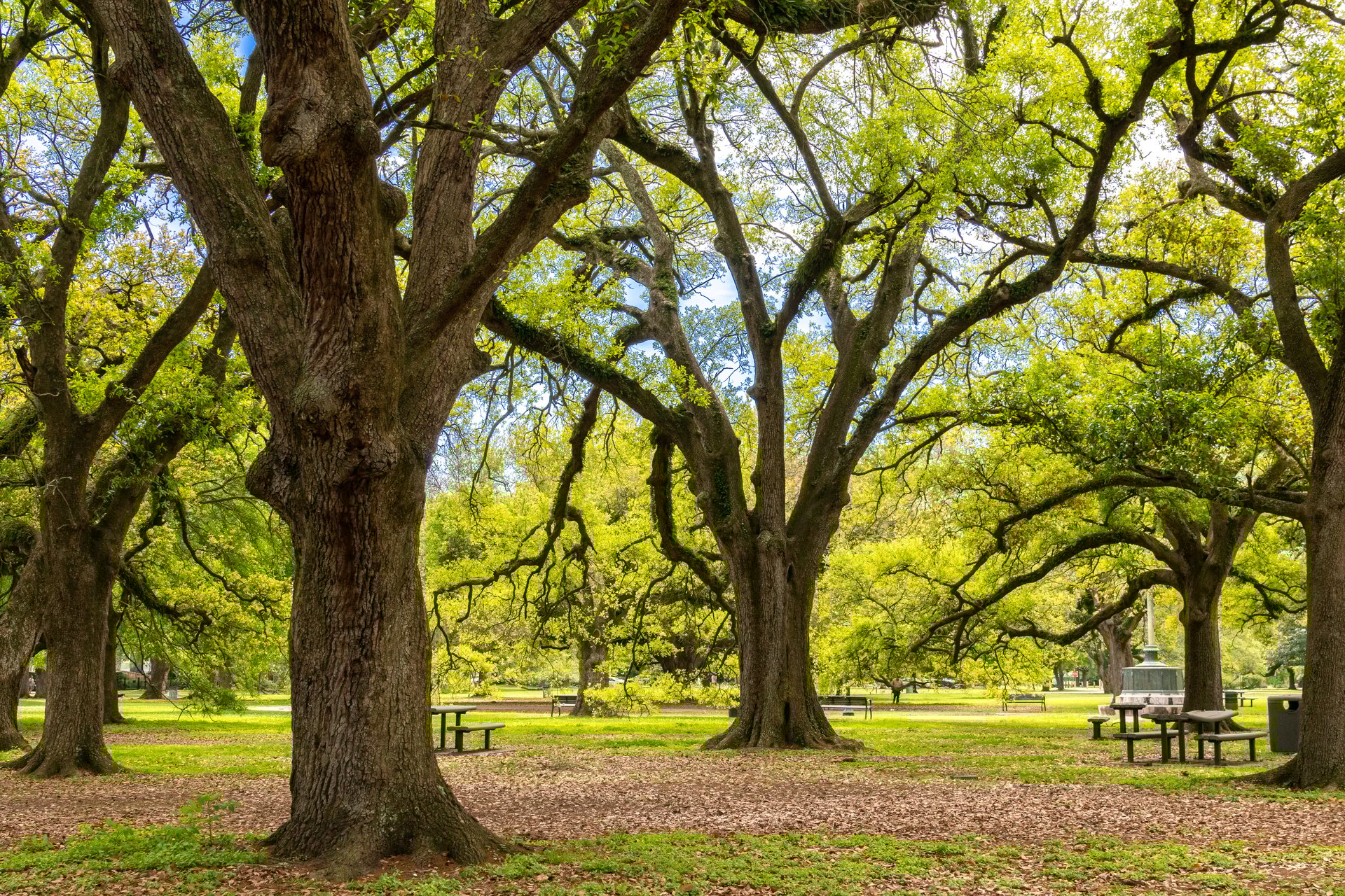 Green leaves on Live Oak trees in Audubon Park, New Orleans, Louisiana on beautiful spring morning