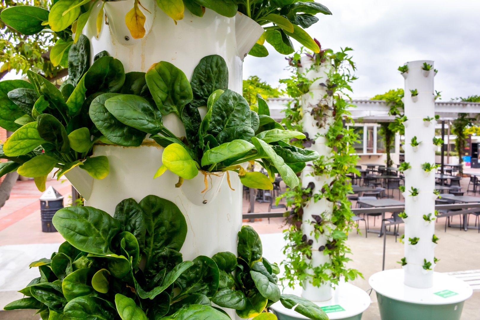A view of several plastic stands of hydroponic grown vegetables.