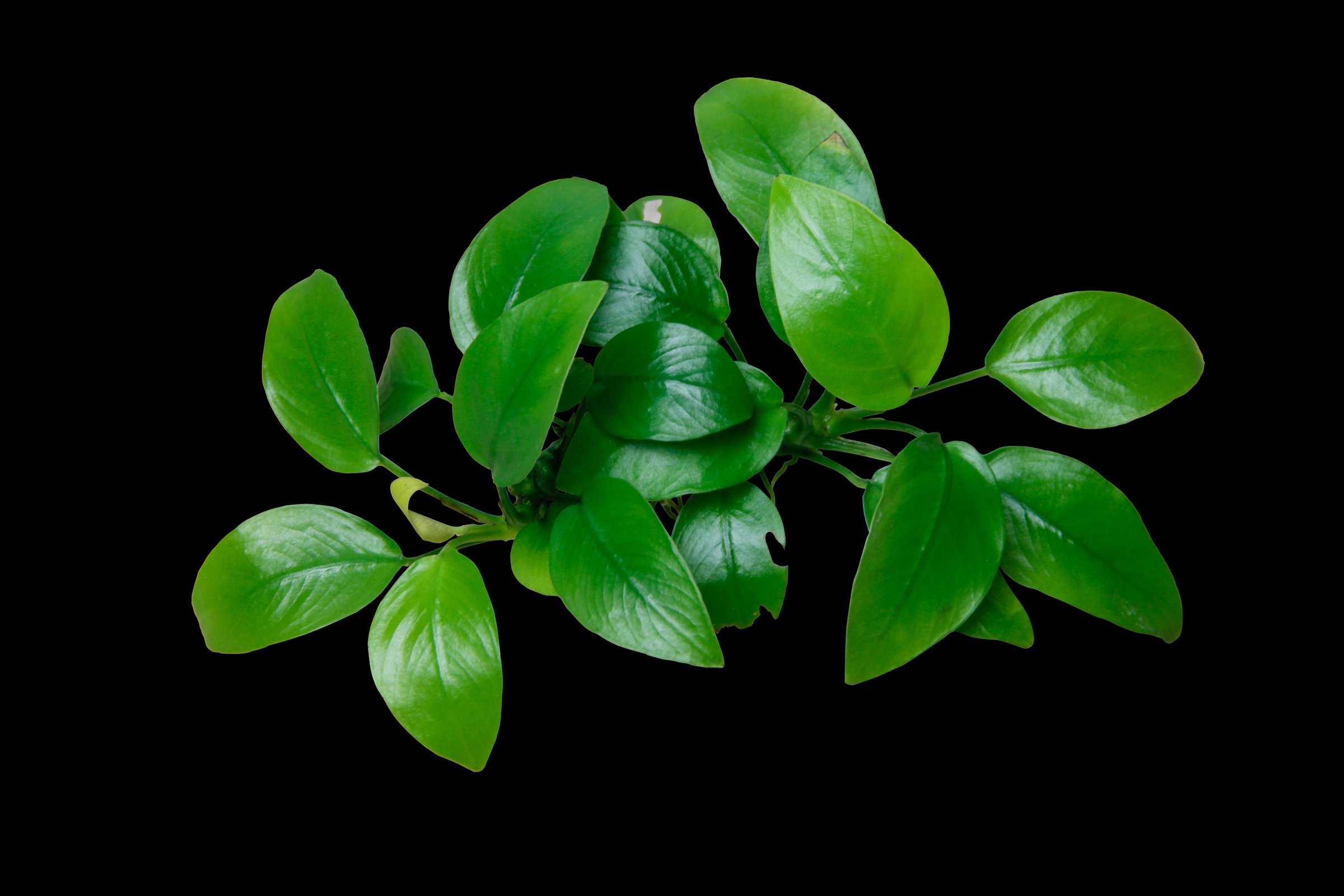 Top View of Anubias golden clump popular aquatic plants isolated on black background with clipping path