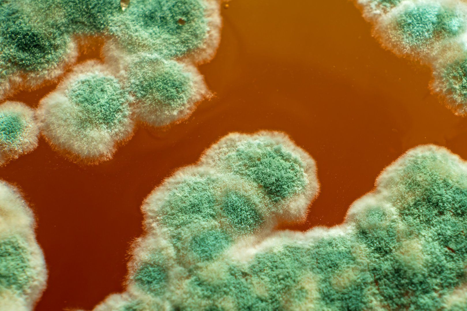 Macro photography of mold. Colony of mold close-up, growth on the surface of juice