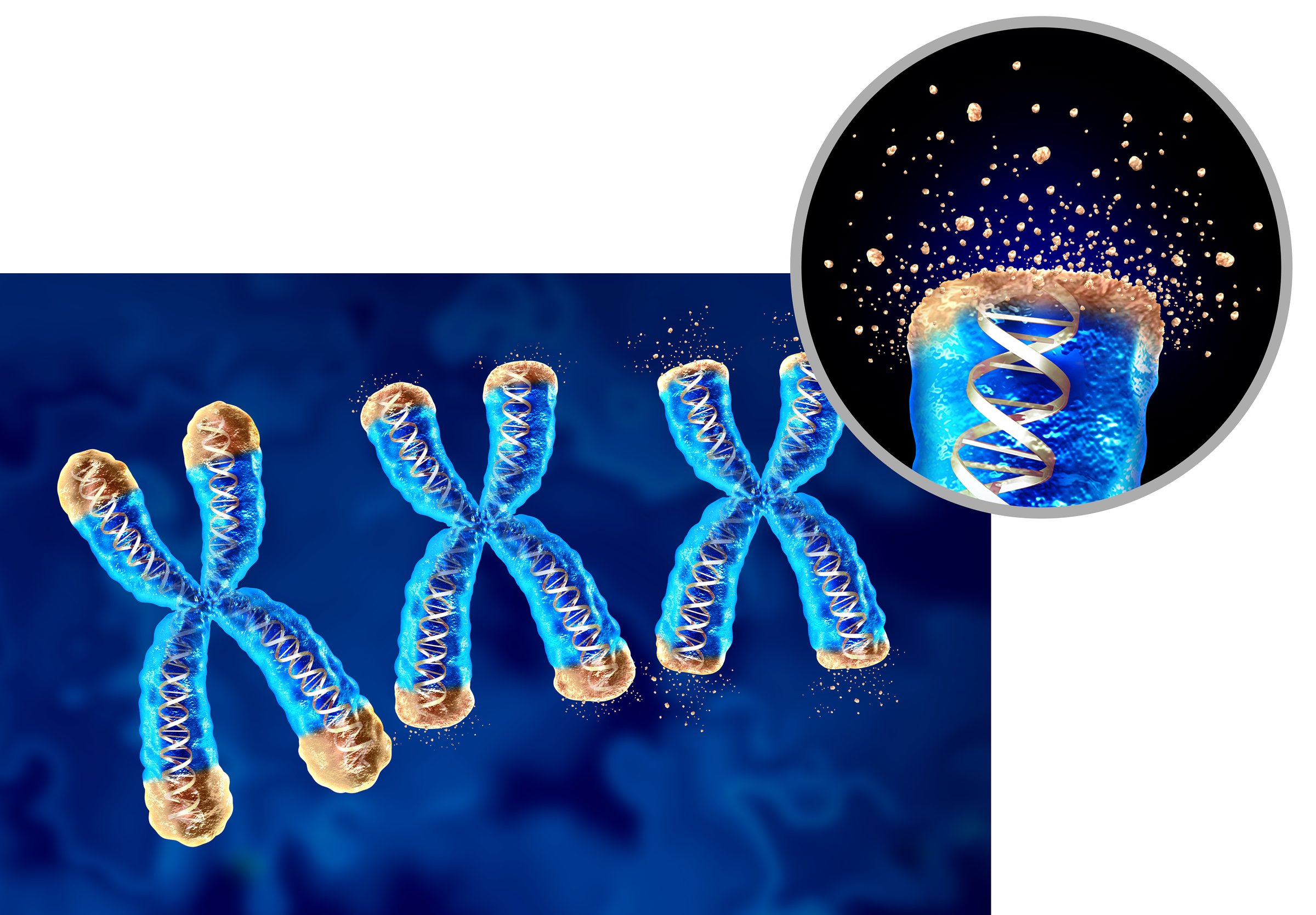 Degenerative Aging And Telomeres or Telomere shortening as age related health loss located on the end caps of a chromosome resulting in damaging DNA resulting in shorter life or short lifespan.