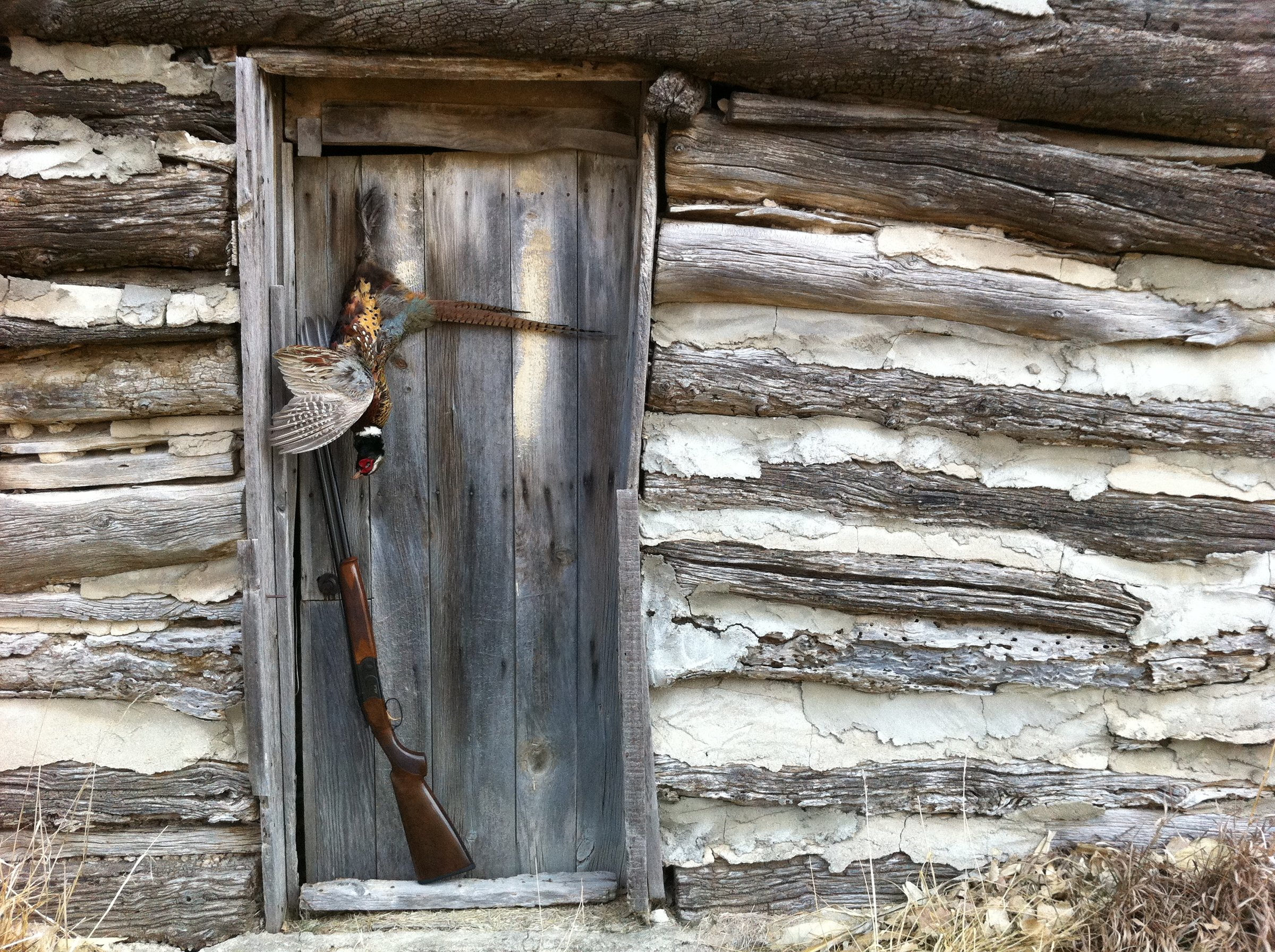 A ringed neck pheasant hangs on a door of a 100 year plus old cabin near Osborne Kansas. The Beretta shotgun used in the hunt stands in the door.
