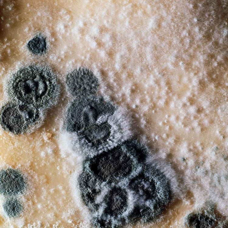 Penicillium mold growth