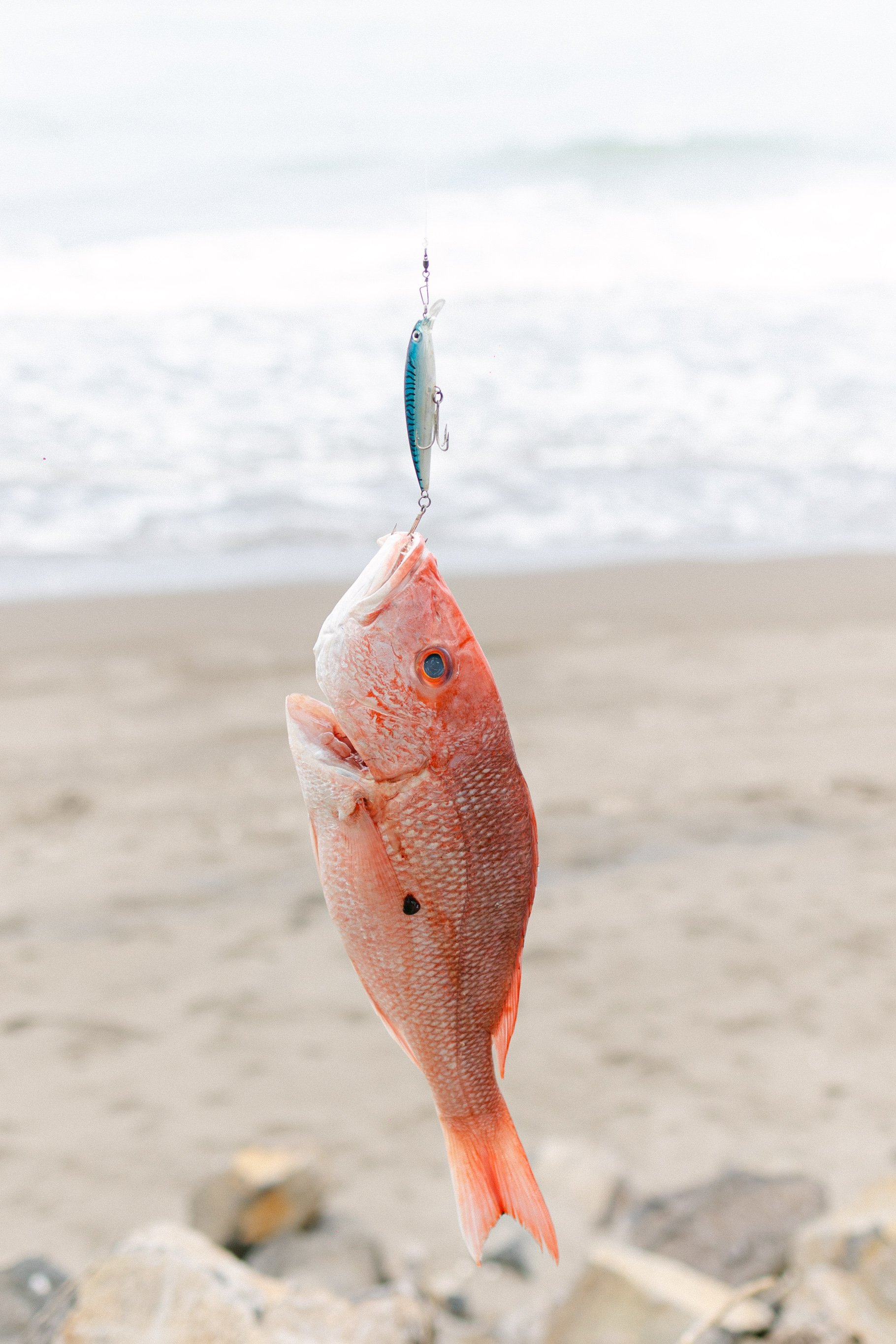 A red fish freshly caught on a fishing line with a lure, against a sandy beach and ocean backdrop.