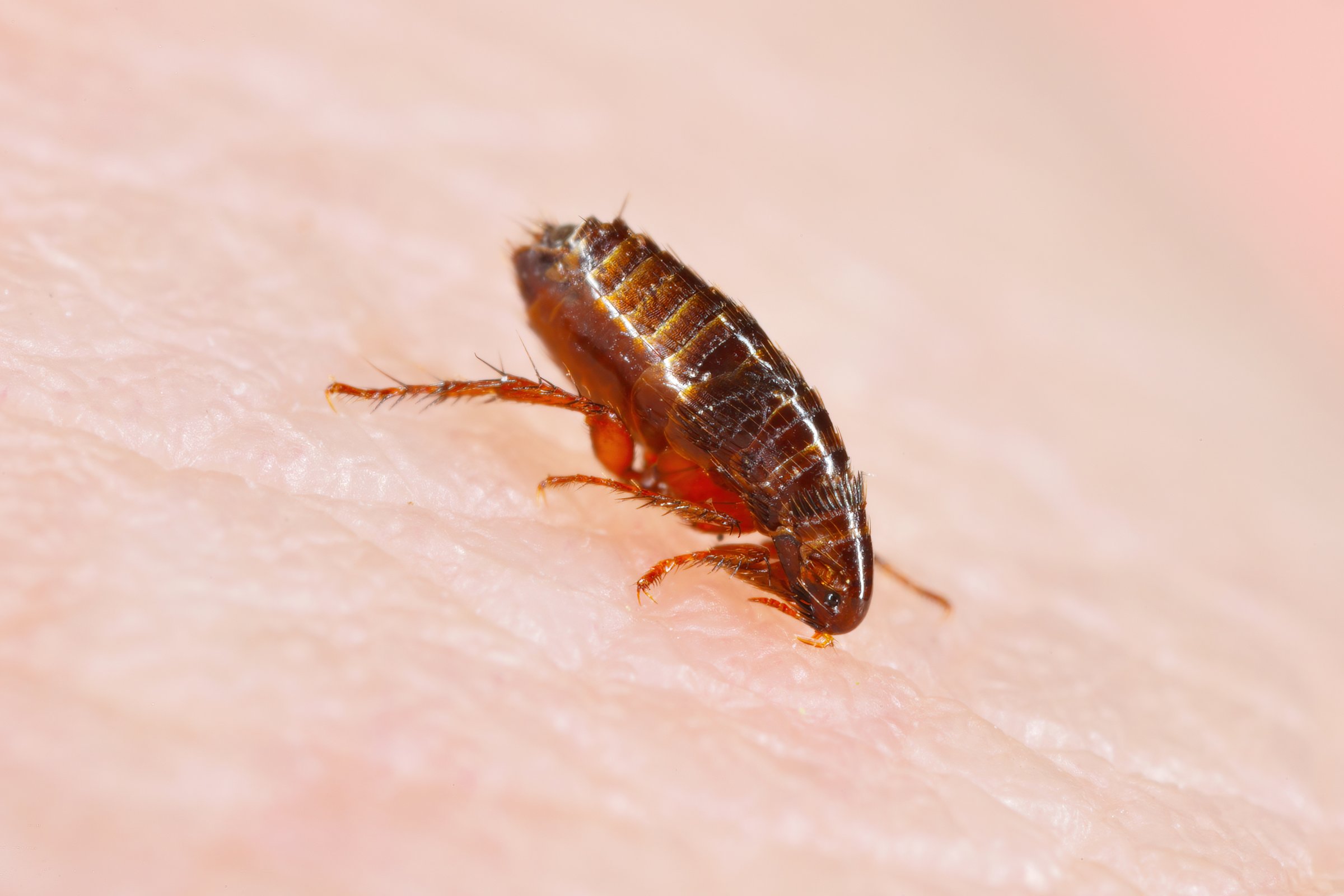 Flea. Insect biting and drinking blood on human skin.