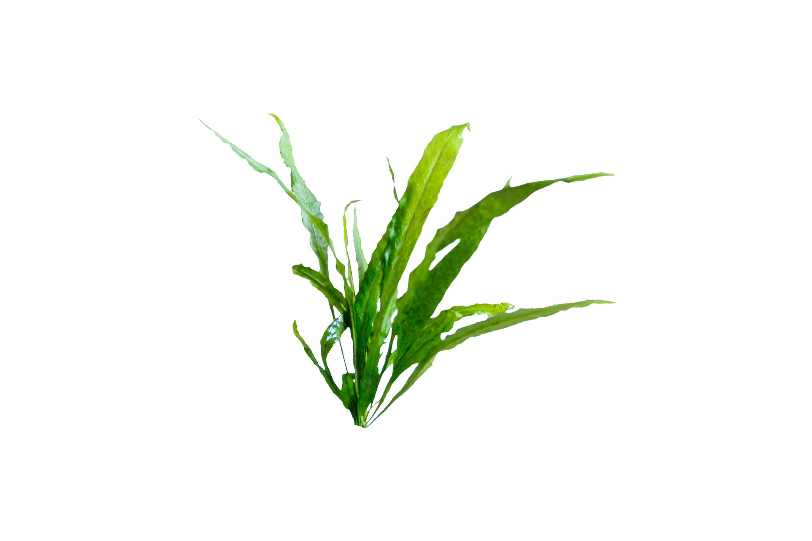 Aquatic fern (microsorum pteropus  narrow) isolated on white background