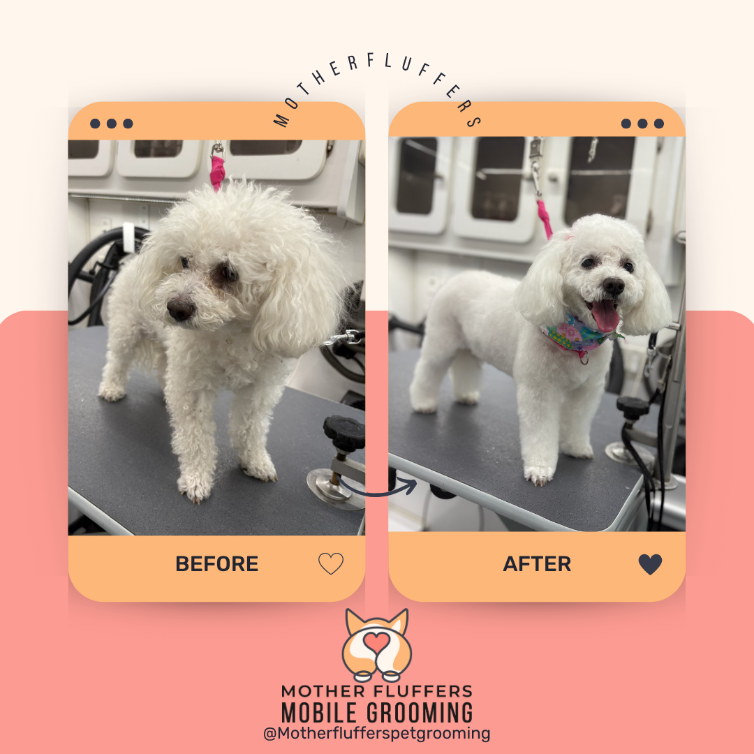 Mother Fluffers mobile grooming service