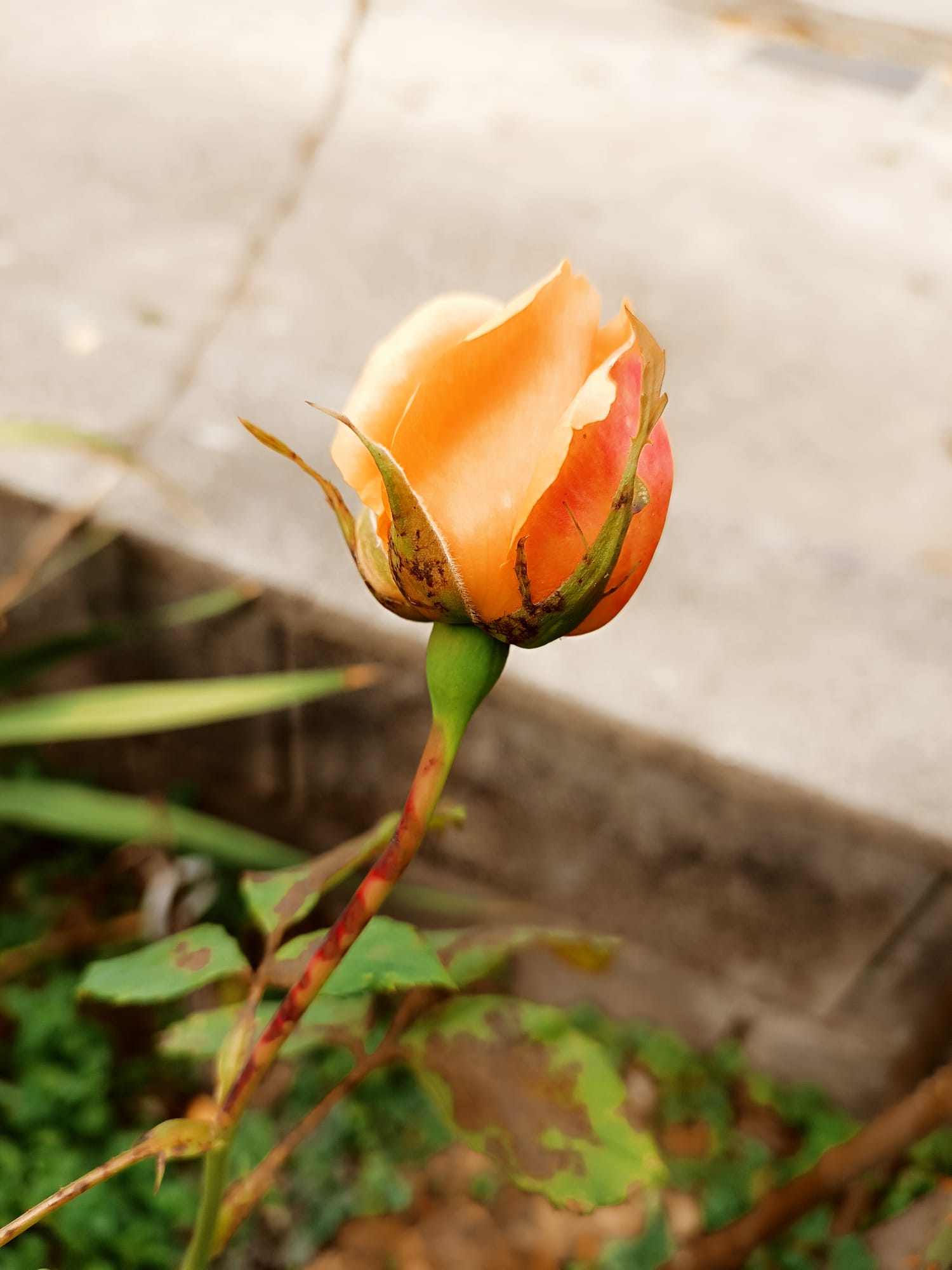 Spazio esterno e verde