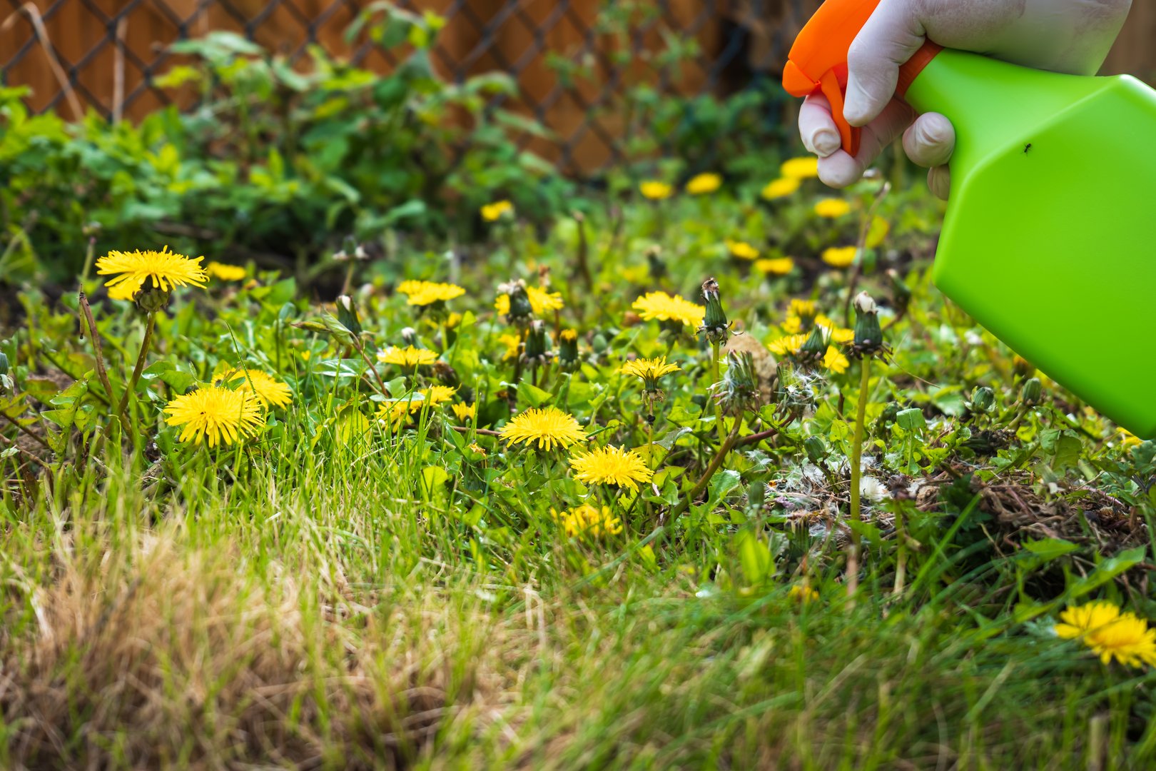 Gardener spraying weed killer on to dandelion weed growing in garden.