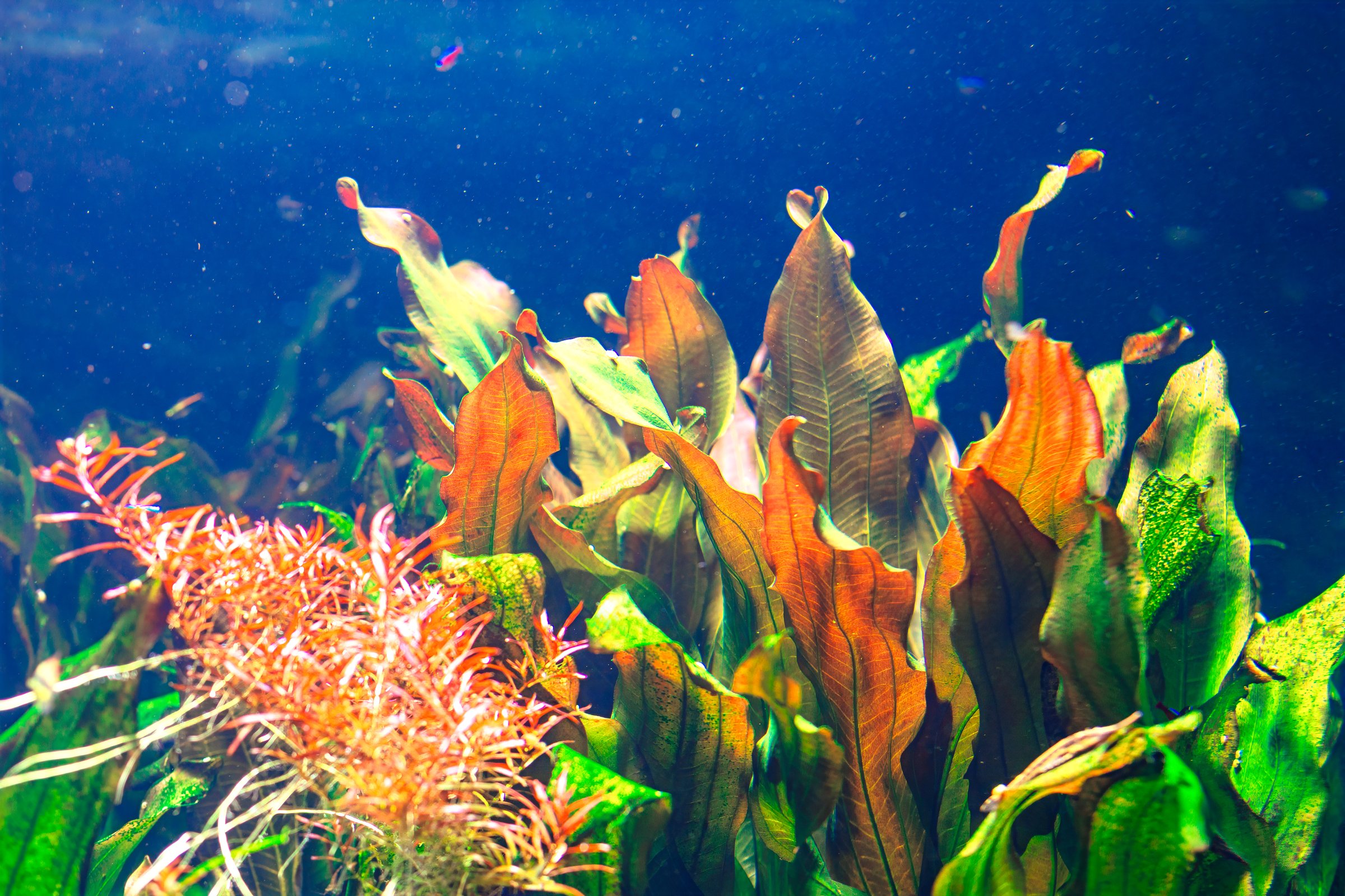 Lush green and reddish aquatic plants sway gently in an underwater scene, illuminated by soft light filtering through water. Vibrant foliage creates a serene and natural underwater landscape