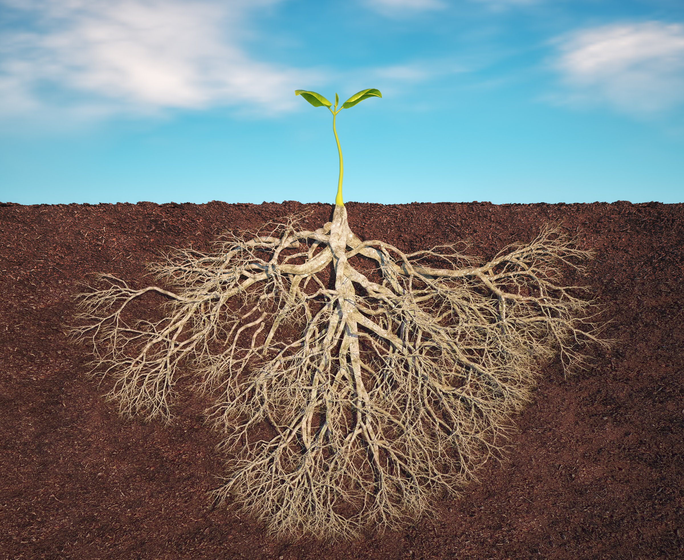 Strong root in soil, small green plant with long root. This is a 3d render illustration