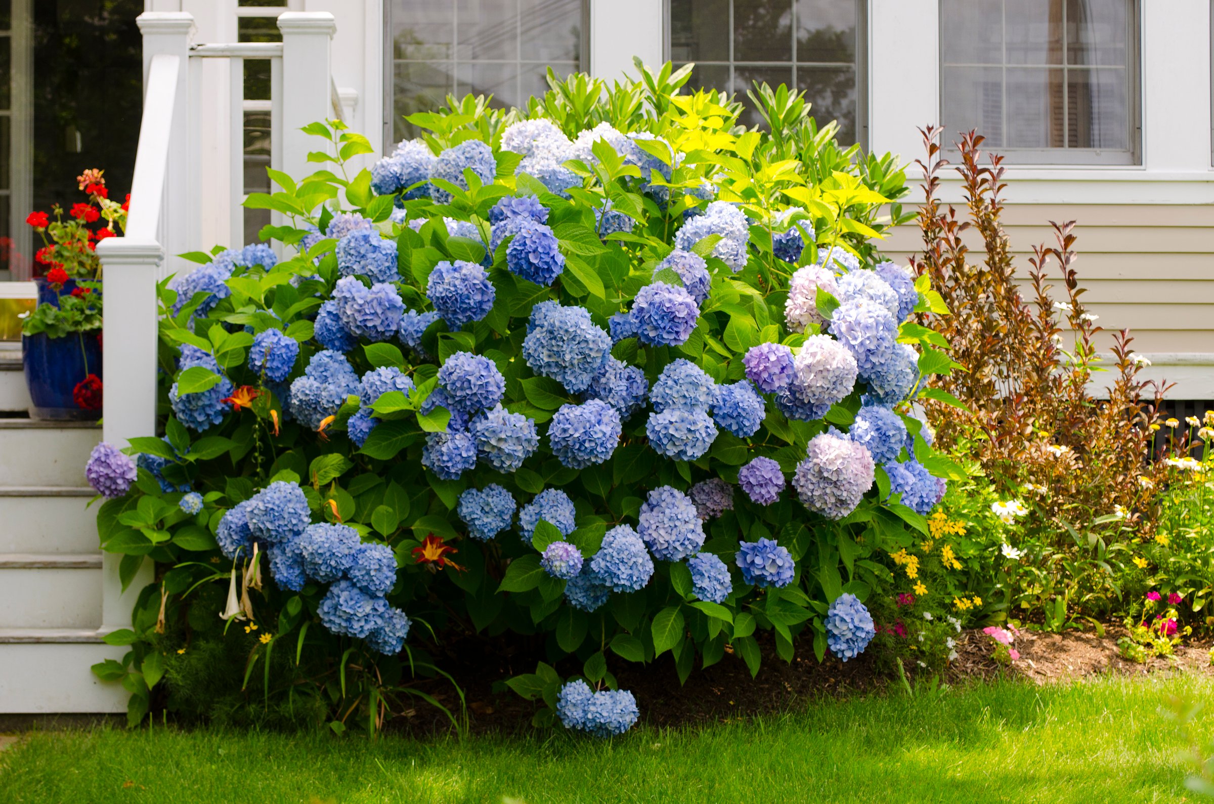 Blue Hydrangeas. Barnstable County. Wellfleet, Massachusetts. Cape Cod.