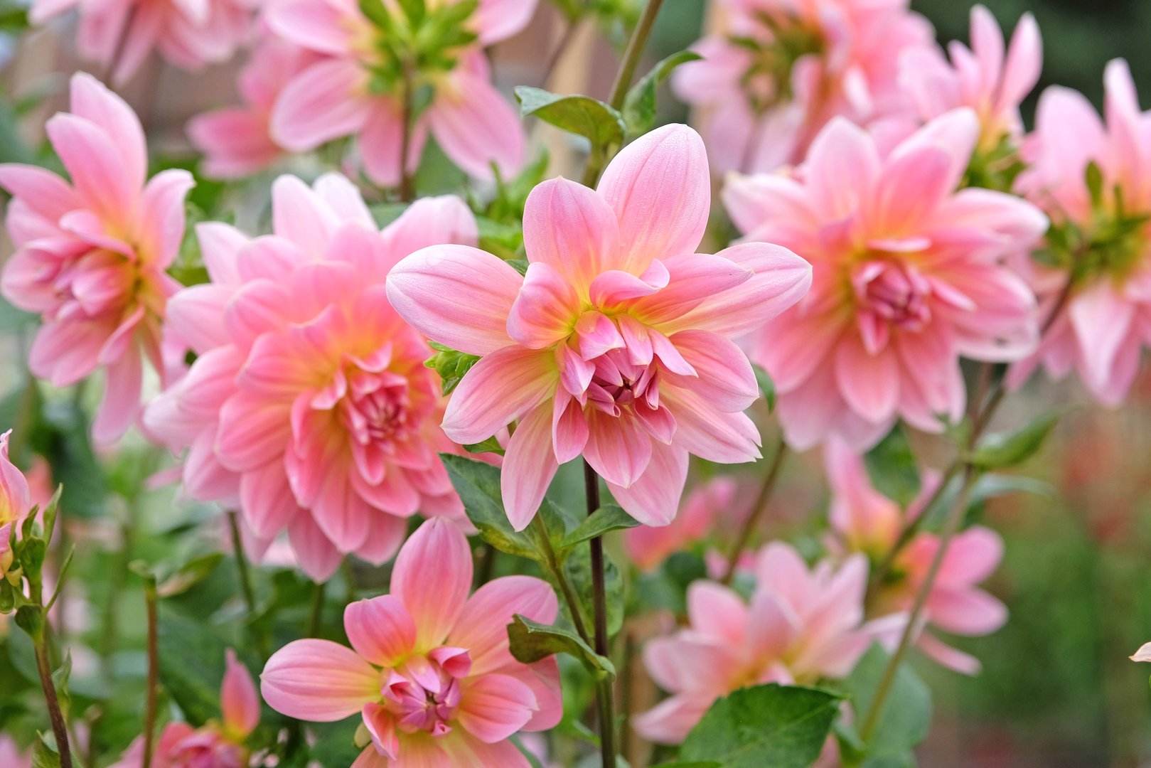 Pink and yellow waterlily dahlia Twiggy in flower.