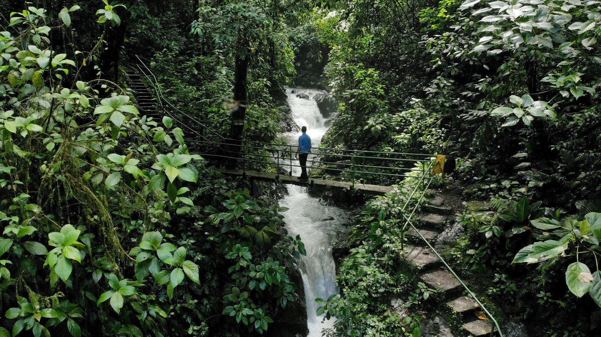 One person standing on bridge in Rainmaker Park crossing a river stream  through dense trees of dense tropical forest in Costa Rica, Central America.