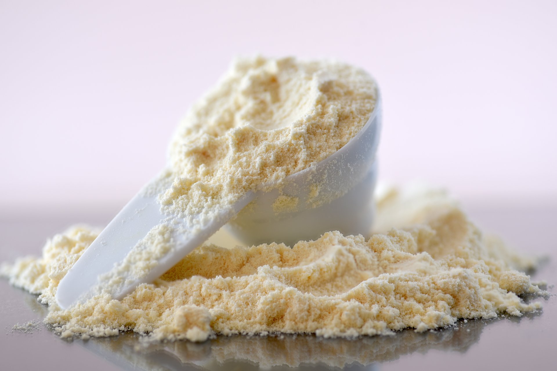 Close up of bovine colostrum powder in a measuring scoop. Colostrum benefits for immune system and gut health concept