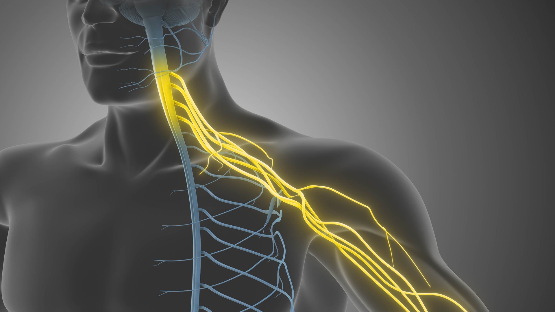 The brachial plexus is made up of nerves from the lower cervical nerves C5-C8 and the first thoracic nerve. It supplies nerve fibers to the following areas: Chest, Shoulder, Arm, Forearm, Hand.The brachial plexus begins at the neck and crosses the upper chest to the armpit. Injuries to this network of nerves can occur when the arm is forcibly pulled or stretched.The brachial plexus is formed by the anterior primary rami of C5 through T1 and provides sensory and motor innervation of the upper extremity. The brachial plexus is divided, proximally to distally into rami/roots, trunks, divisions, cords, and terminal branches.The brachial plexus is a network of nerves in the shoulder that carries sensory and movement signals from the spinal cord to the arms and hands.