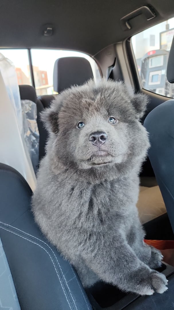 Reign's Chow Chow