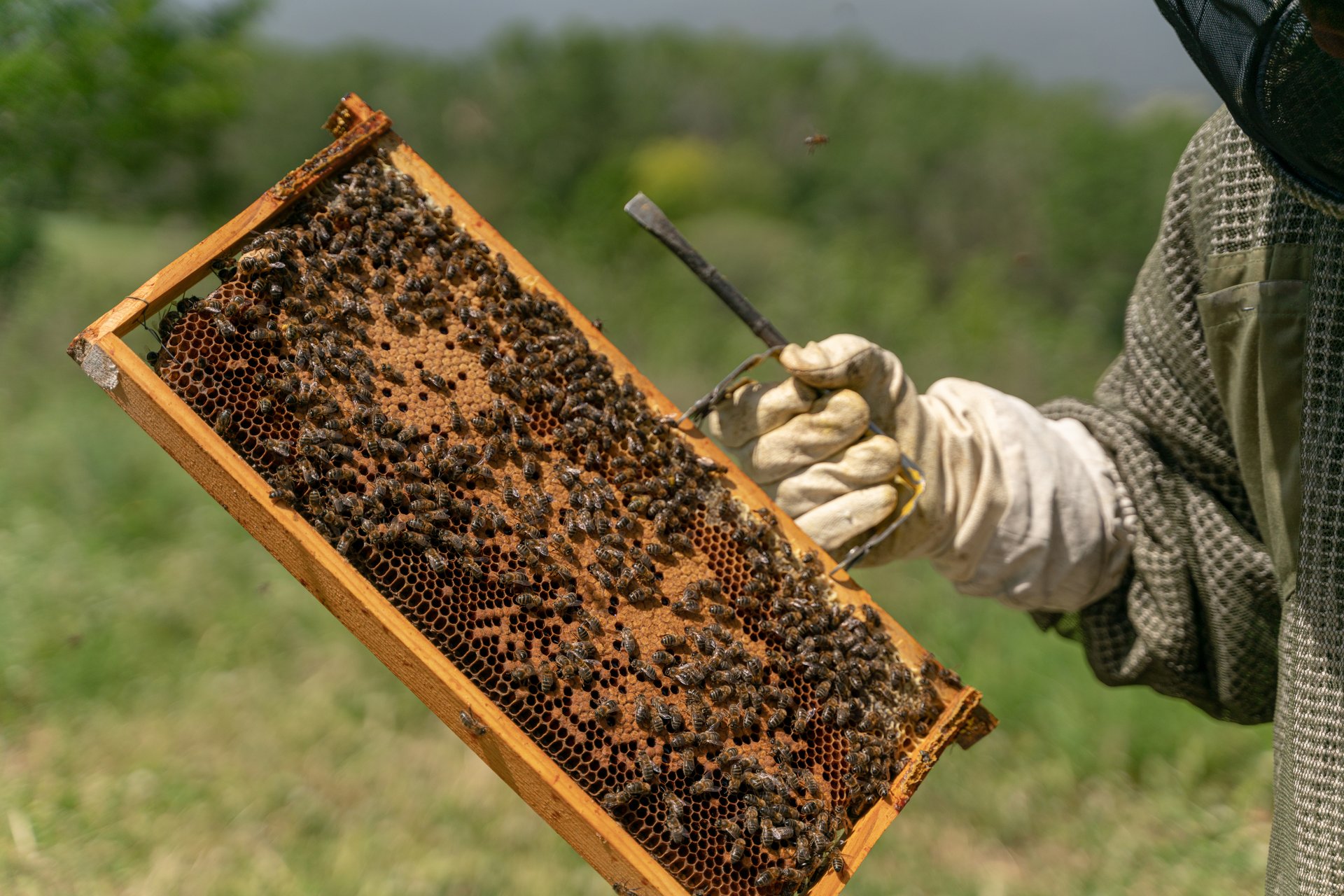 Beekeeper extracting a honeycomb frame from a beehive