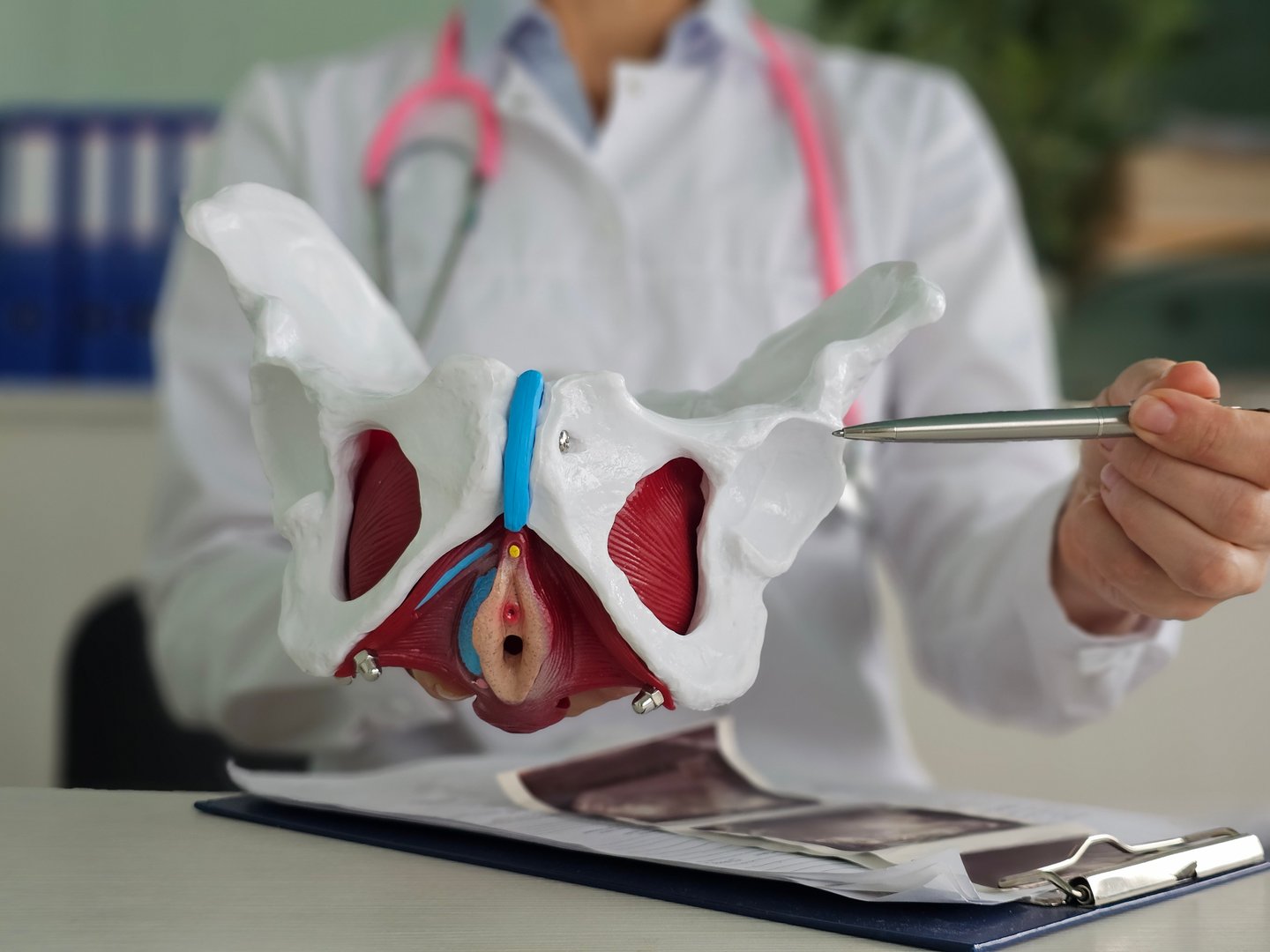 Doctor model of anatomy of hip joint of pelvic bone in clinic. Pain in pelvic bones causes diagnosis and treatment