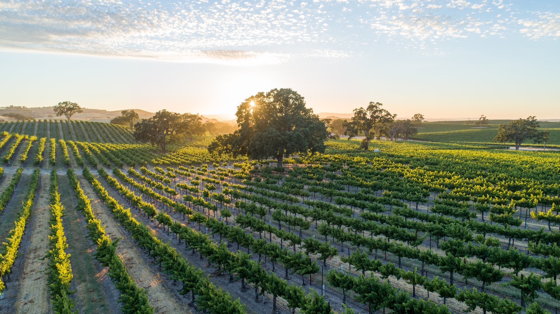 Lush, green vineyard in late spring. Oak trees backlit by golden setting sun. Light rays flooding through trees, casting long shadows in golden-hour. Light puffy clouds in light blue sky.