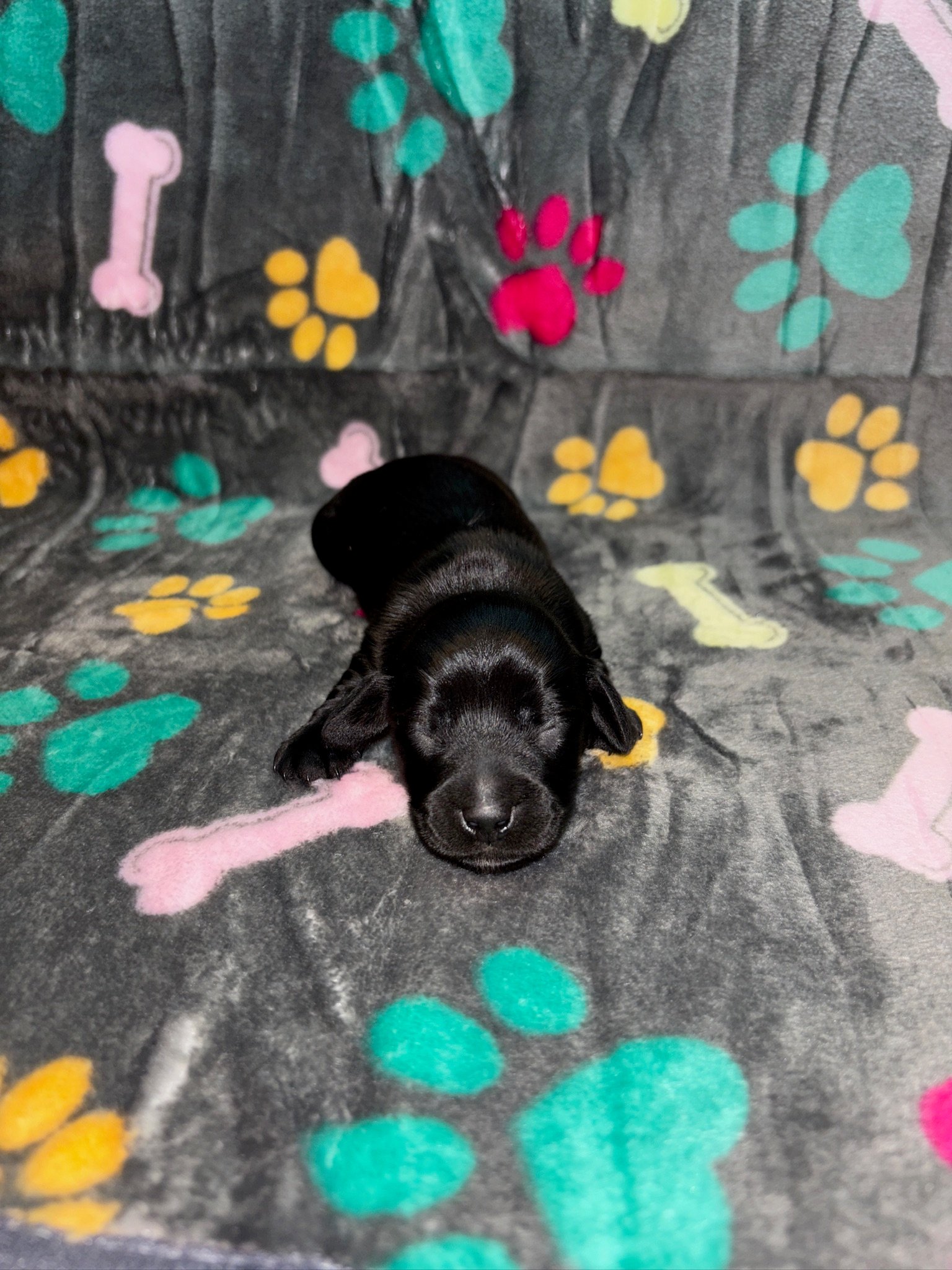 Black puppy sleeping on a colorful paw-print blanket.