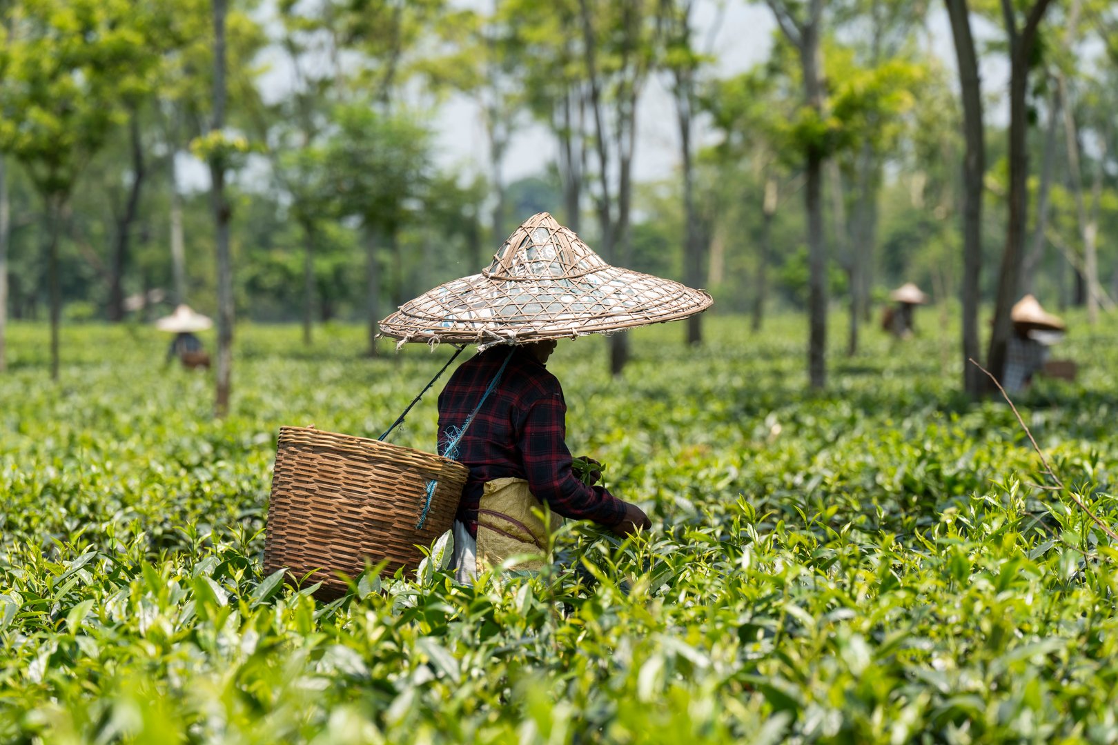 Tea estate worker with traditional conical hat harvesting tea