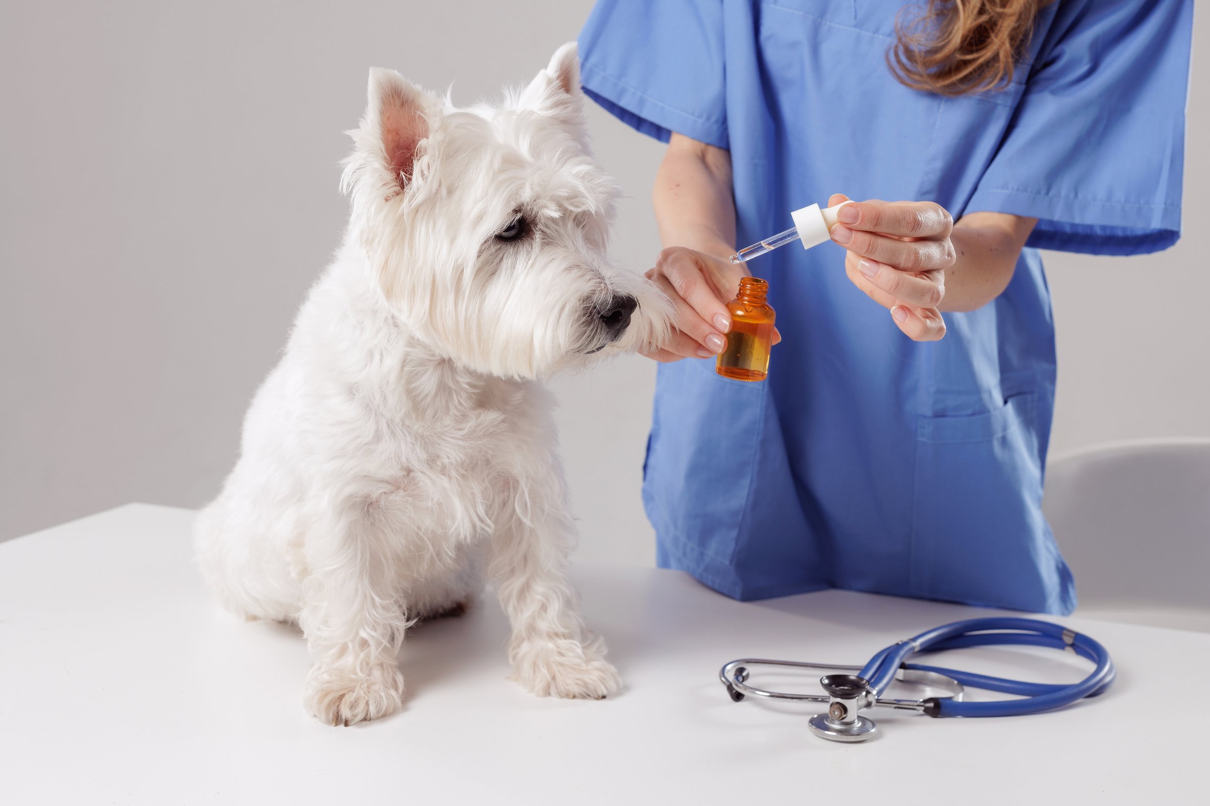 veterinarian giving medicine with a pipette to a white dog close-up in a veterinary clinic, dog treatment, vitamins for pets