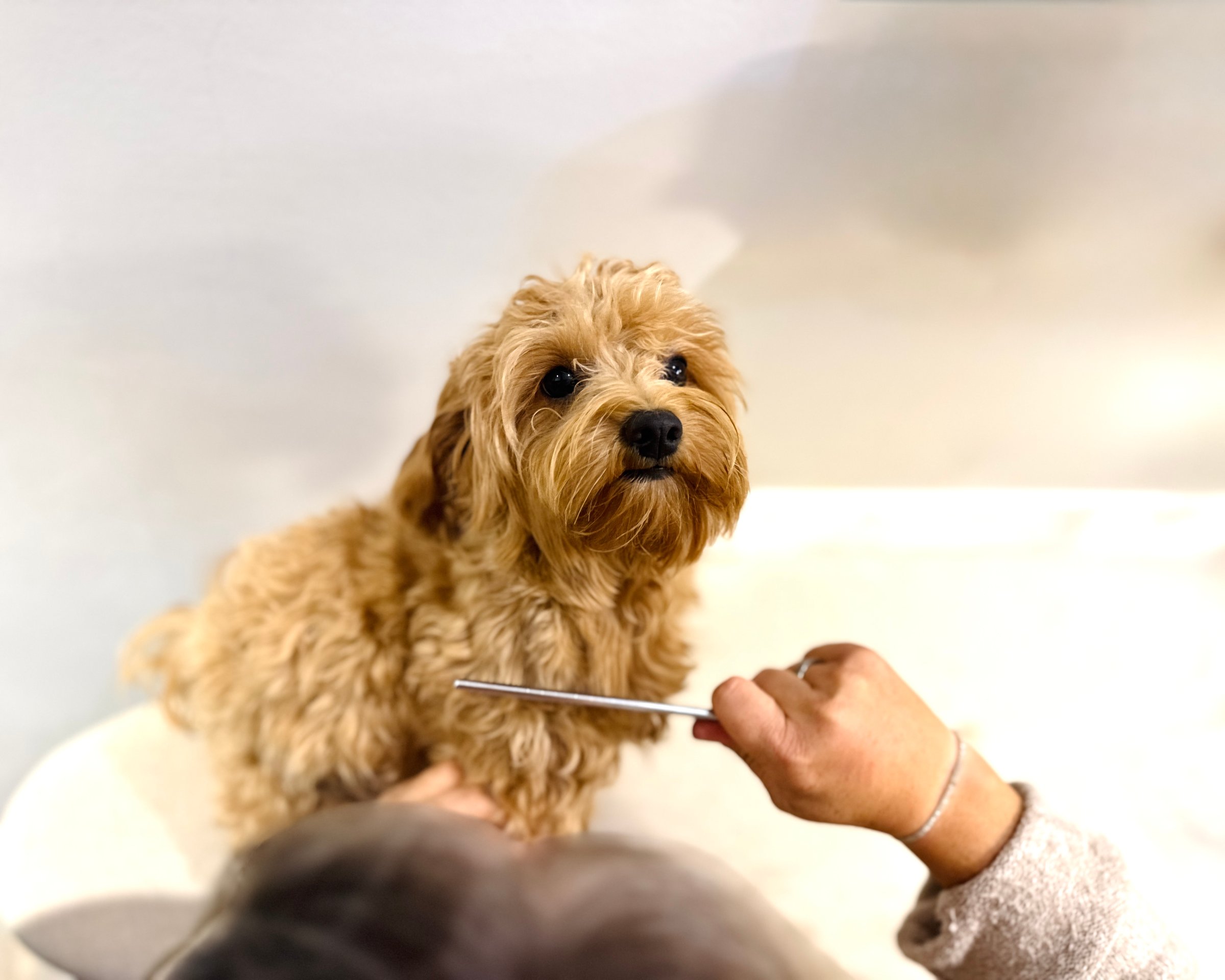 Close-up portrait of a cute small dog being brushed during a grooming session at home. The image captures the pet's calm and adorable expression, emphasizing care, hygiene, and the emotional bond between pets and owners. Perfect for illustrating pet grooming, home care, love for animals, or the beauty of everyday pet life. Ideal for use in pet care advertisements, blogs, or lifestyle magazines.