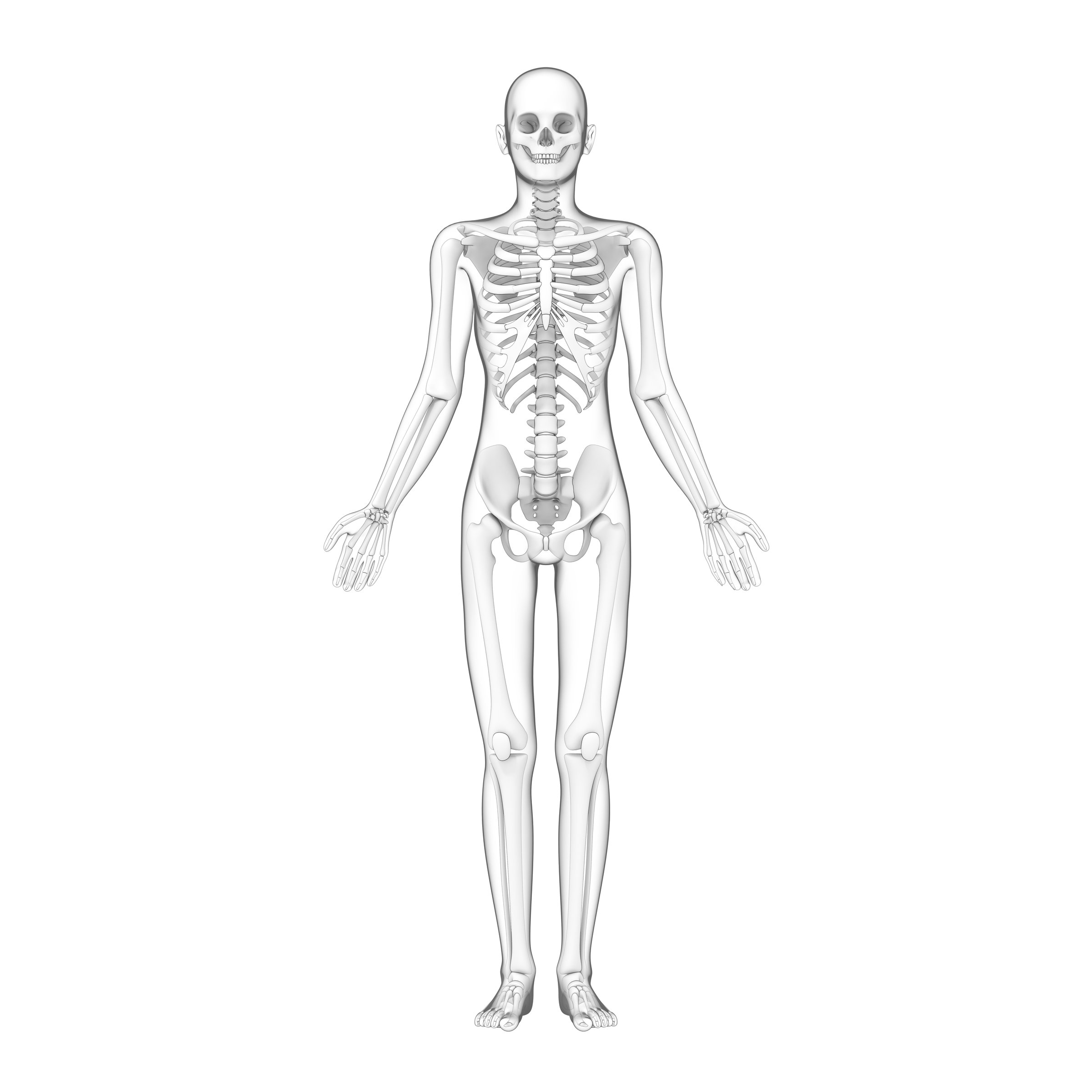 3d rendered illustration of a human body, skeleton.