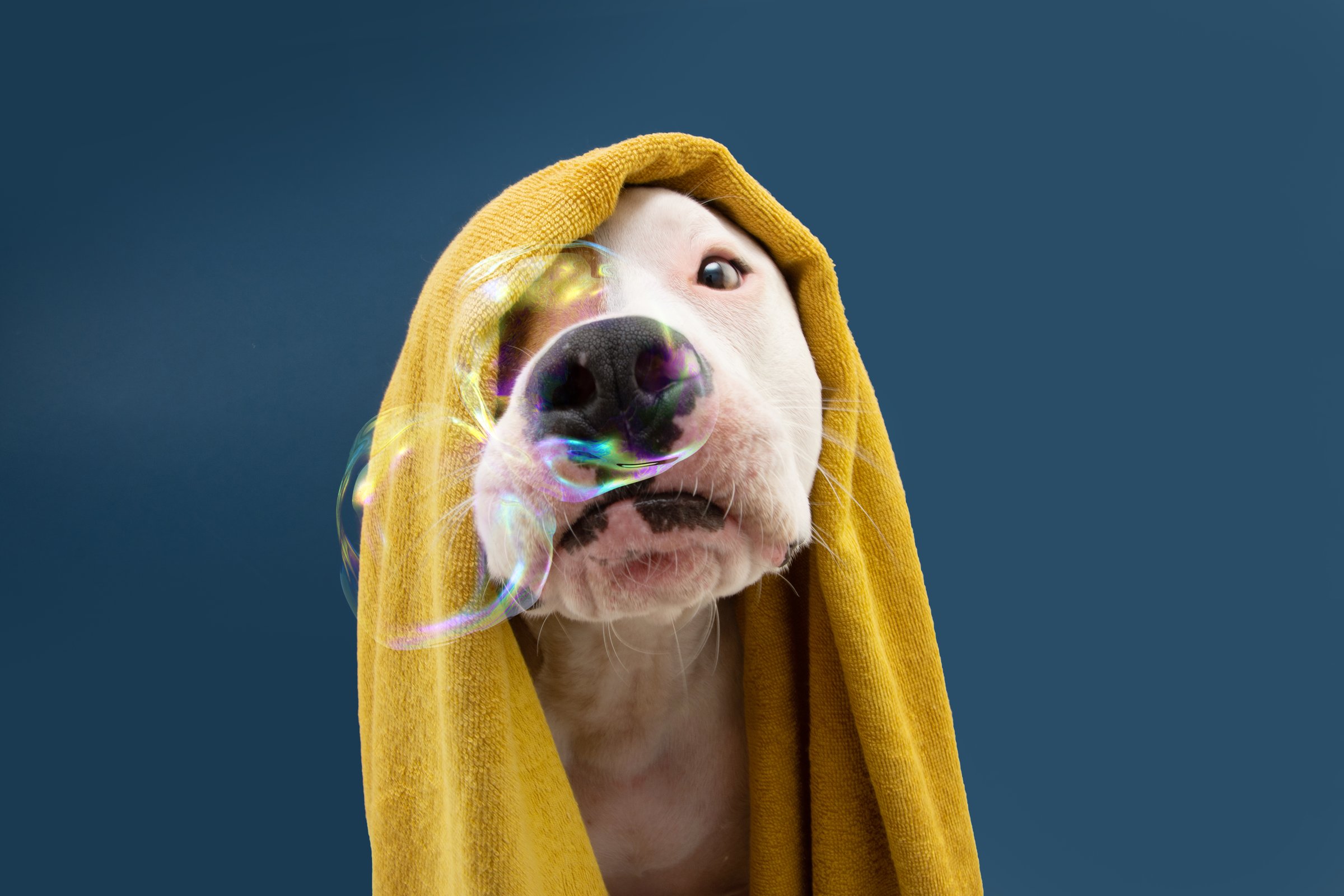 Funny American Staffordshire dog ready to take a a shower wrapped with a yellow towel. Animal on blue colored background with bubbles Puppy summer season