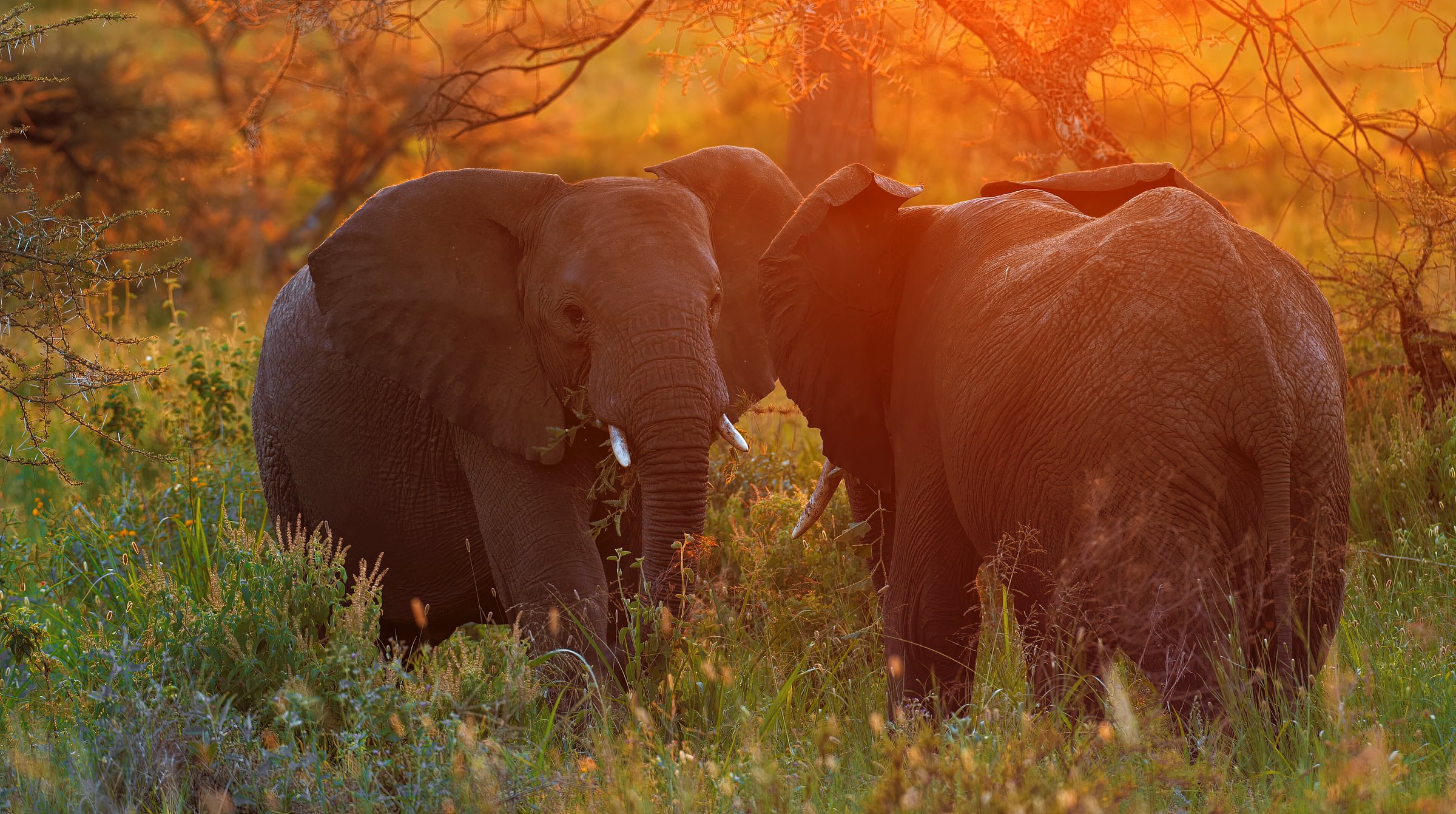 Two elephants playing and sparring with their trunks in the golden sunset light of the African savanna, majestic wildlife scene, powerful mammals in natural habitat, beauty and harmony of nature captured