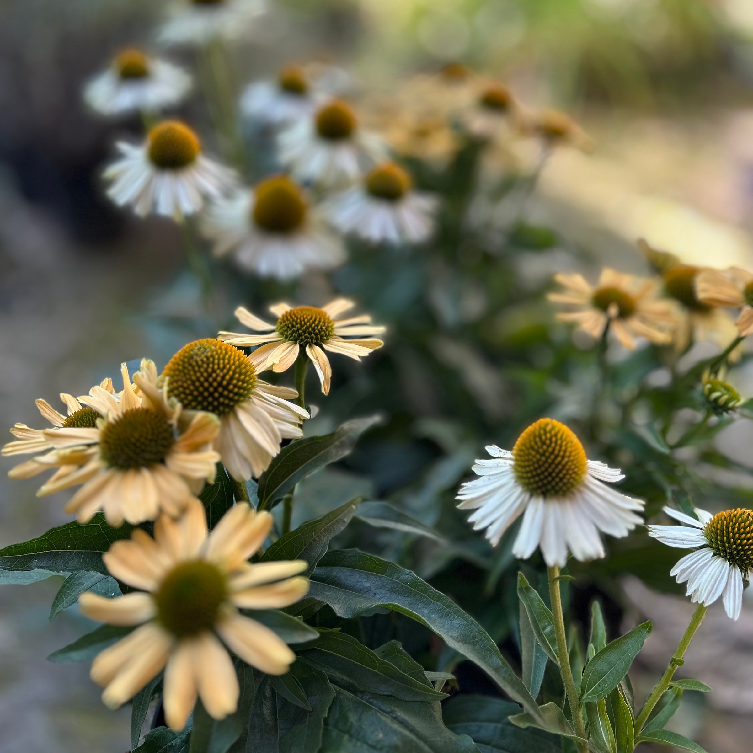 Kasvirág - Calendula officinalis virágzó növények