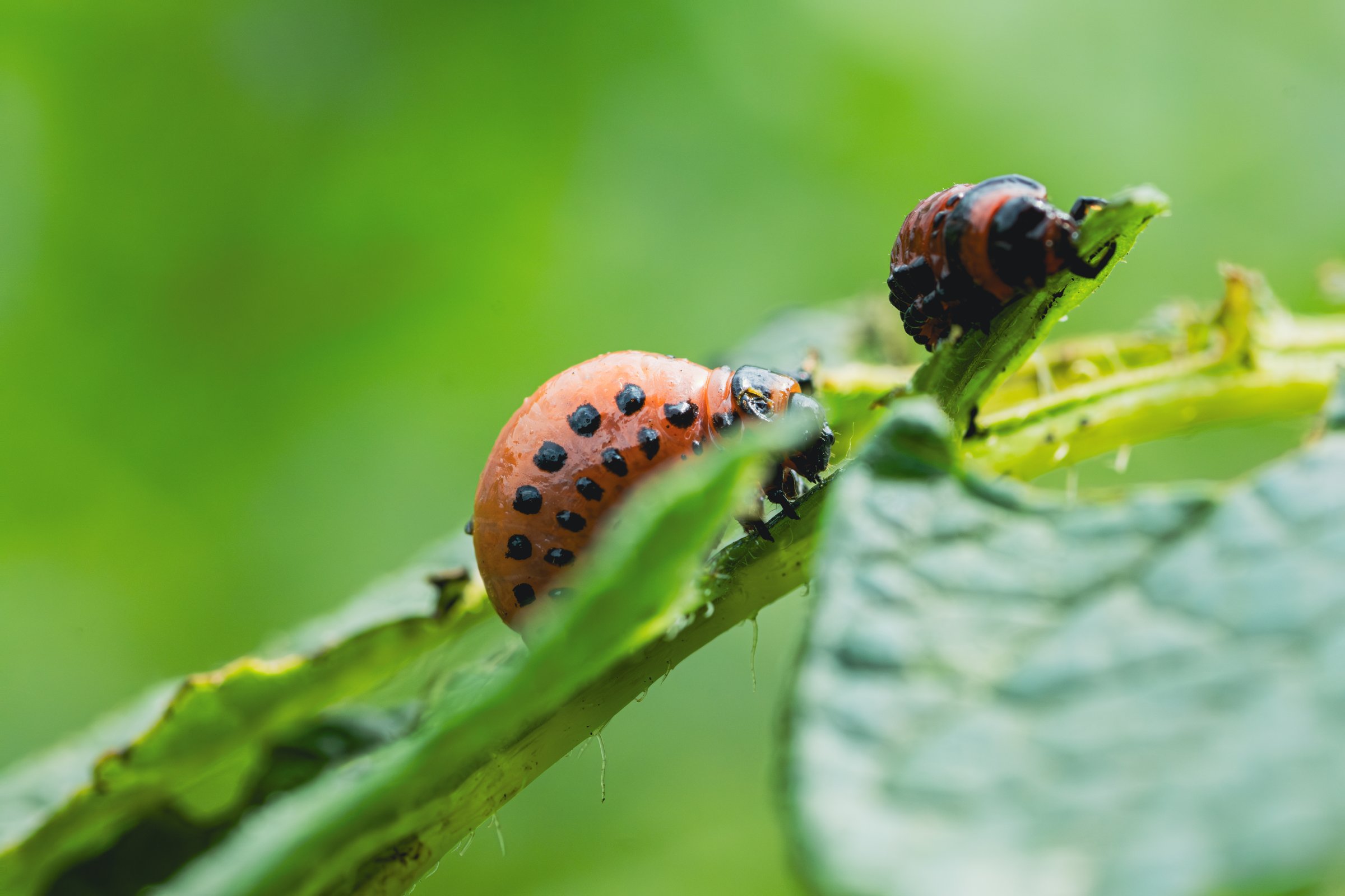Discovering the Colorado Potato Beetle Larvae Feeding on Leaves in a Garden Setting