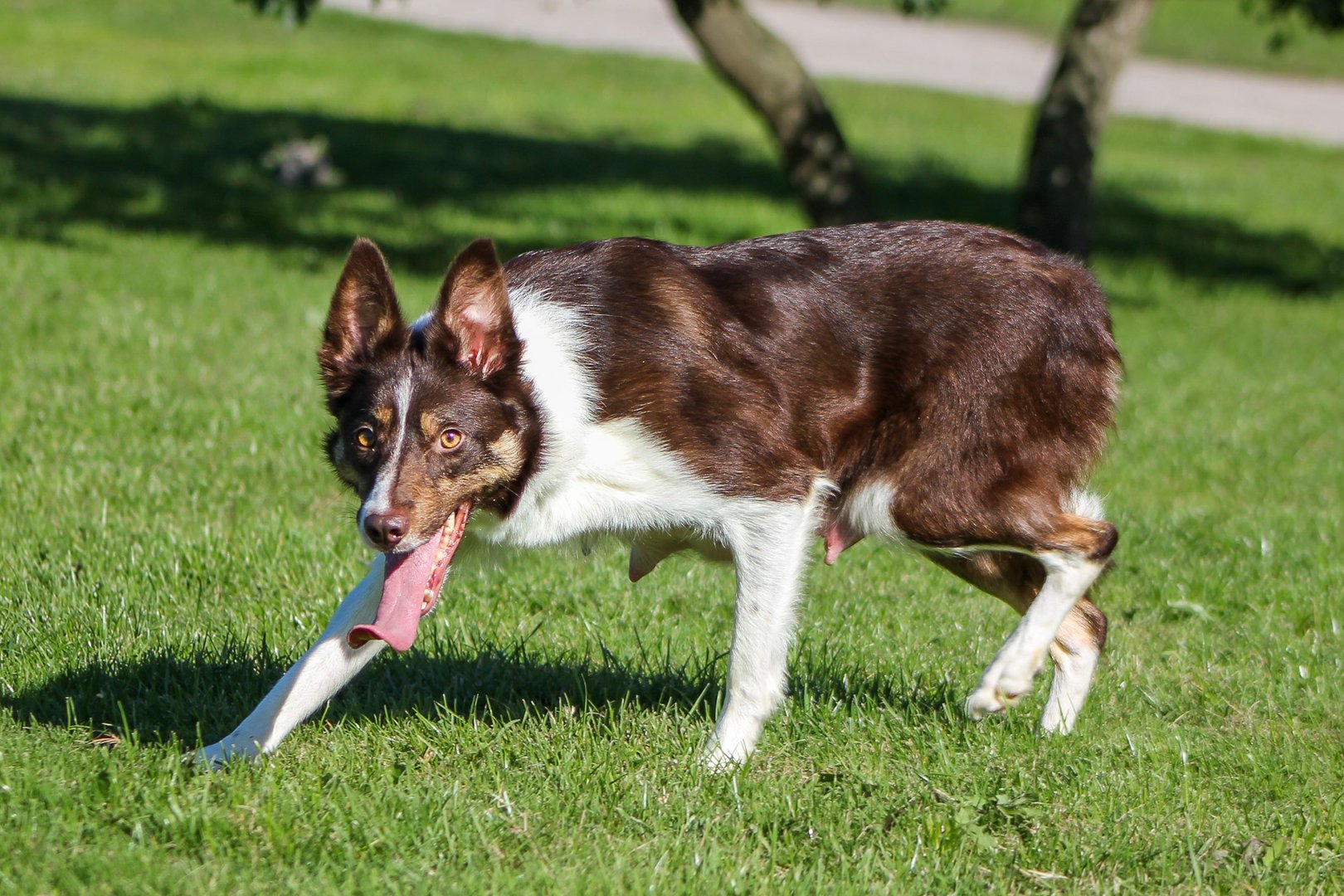 Our dogs at Park Hills Farm