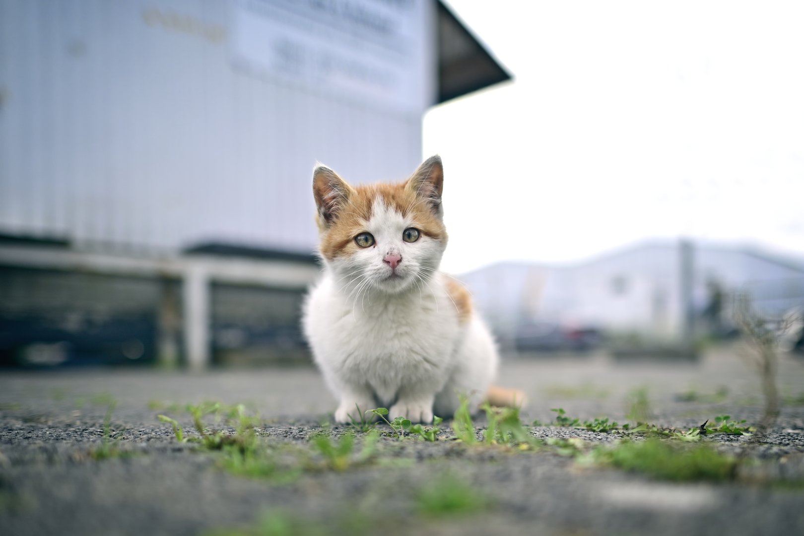 Cute Stray kitten looking curious at camera