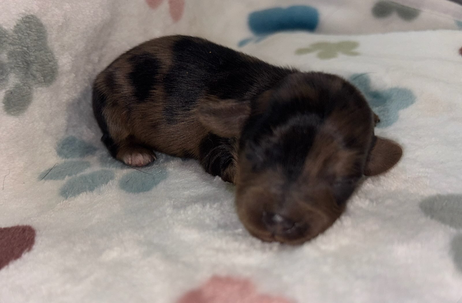 A tiny, sleeping puppy with a dark coat and subtle markings, resting on a soft, patterned blanket with paw prints.