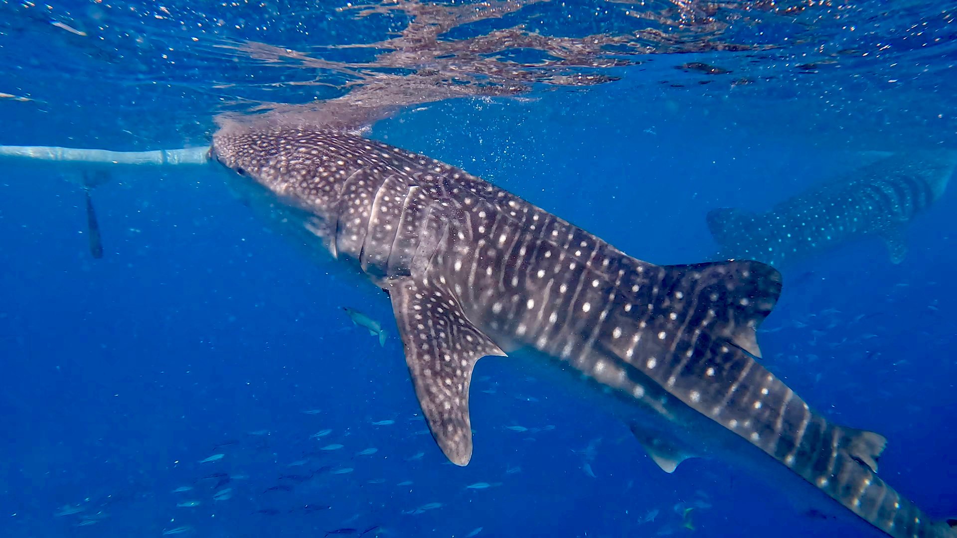 Snorkeling with whale sharks in the Philippines.
