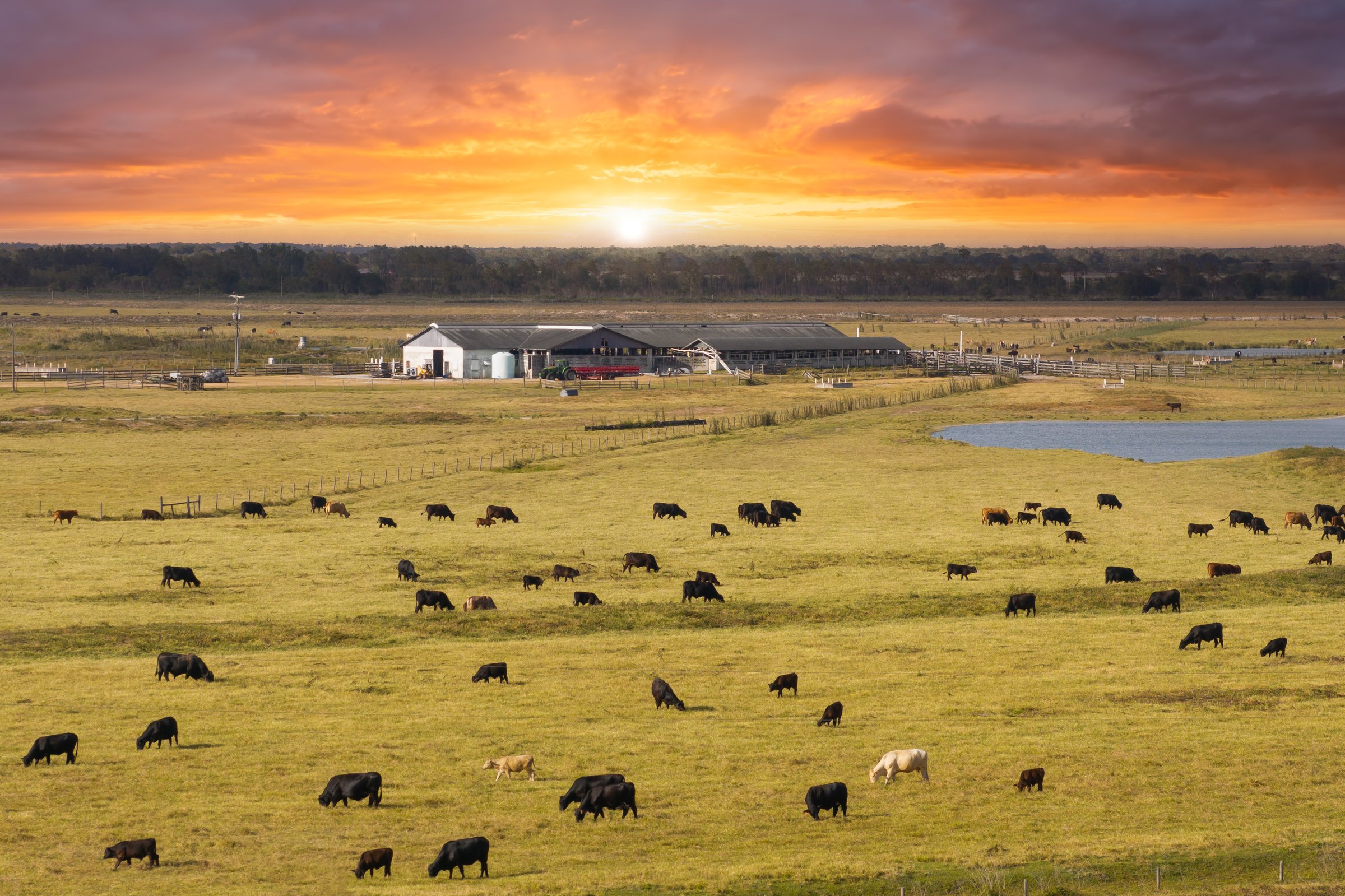 Vacas leiteiras em pastagem